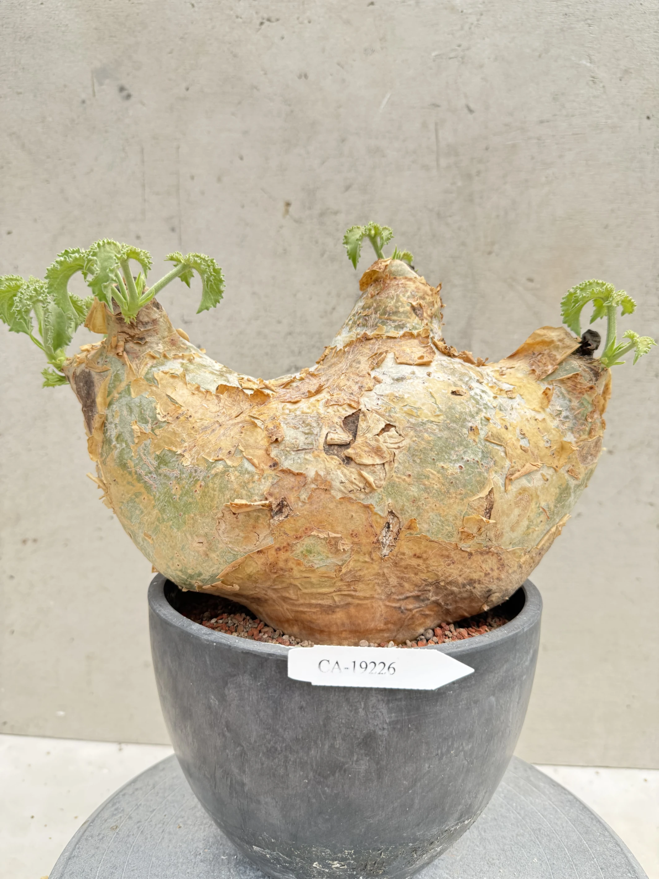 CA-19226 安哥拉葡萄甕 Cyphostemma uter var. macropus 2026-09-15