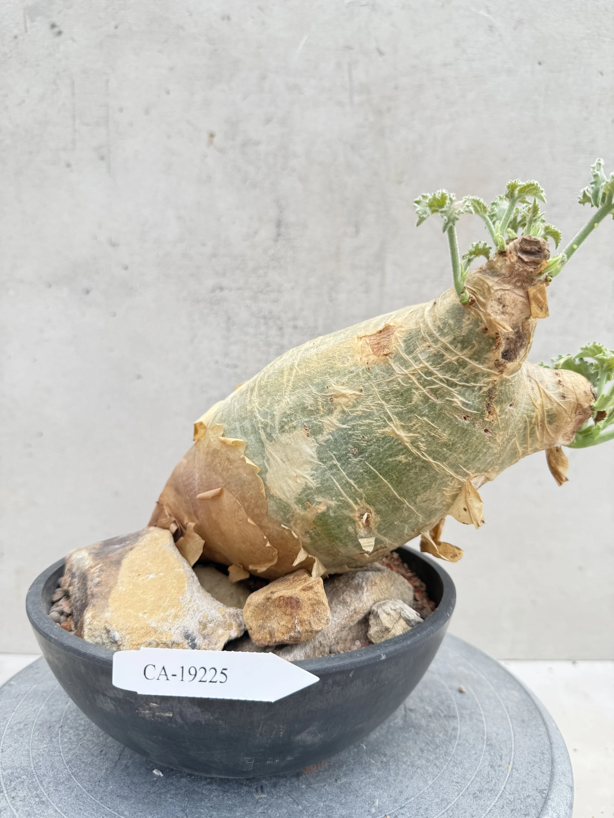 CA-19225 安哥拉葡萄甕 Cyphostemma uter var. macropus 2026-09-15