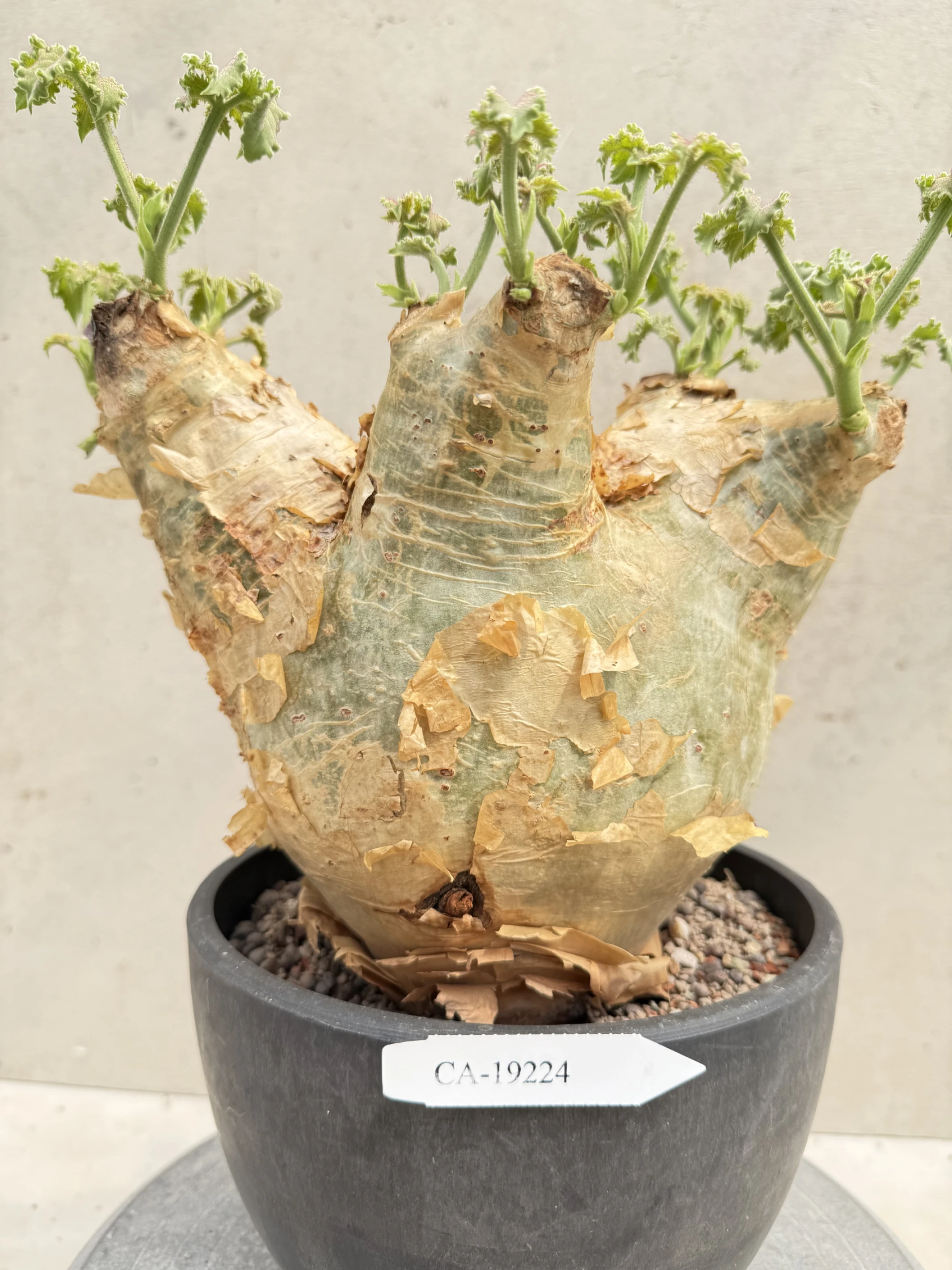 CA-19224 安哥拉葡萄甕 Cyphostemma uter var. macropus 2026-09-15