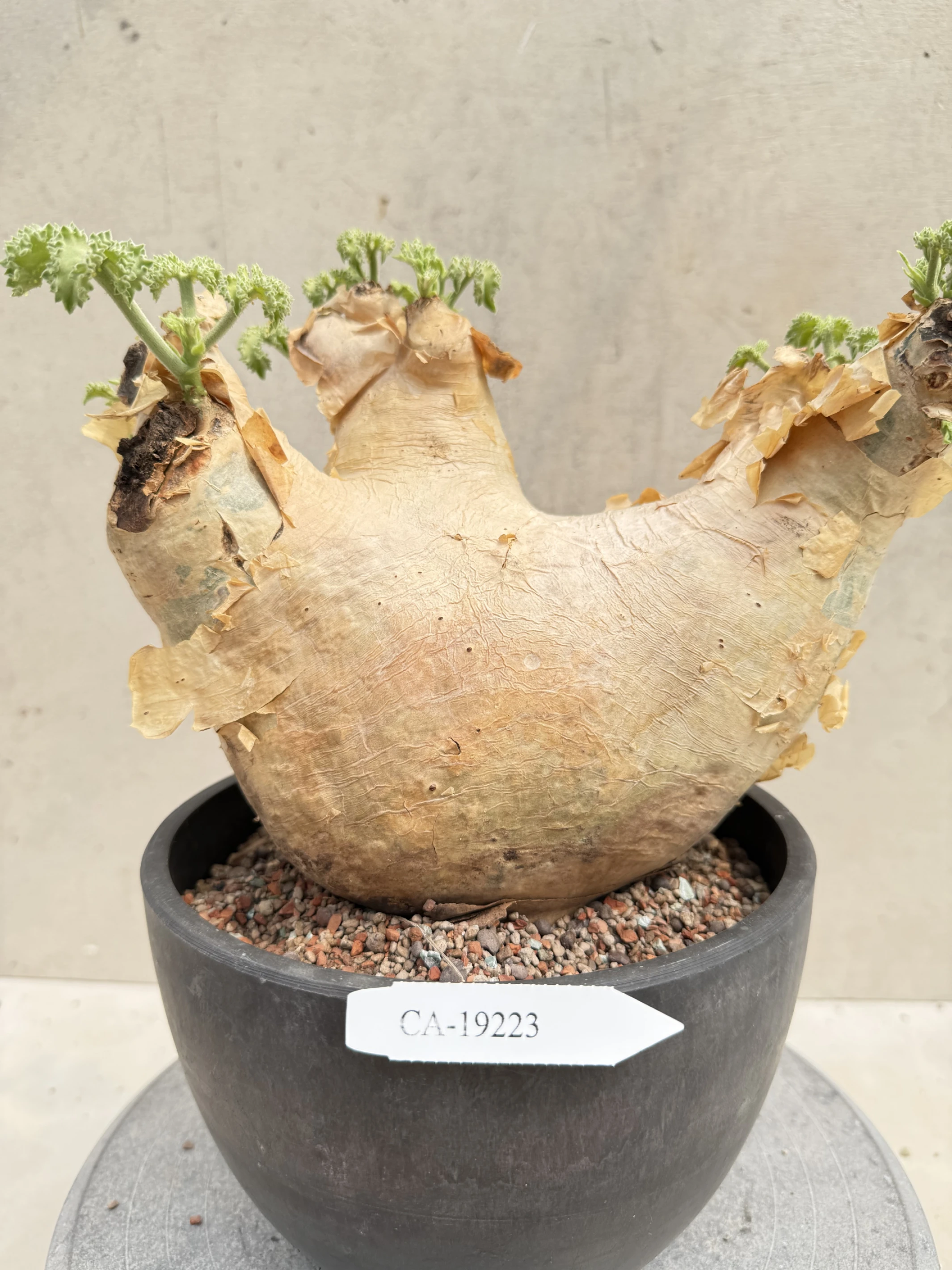 CA-19223 安哥拉葡萄甕 Cyphostemma uter var. macropus 2026-09-15