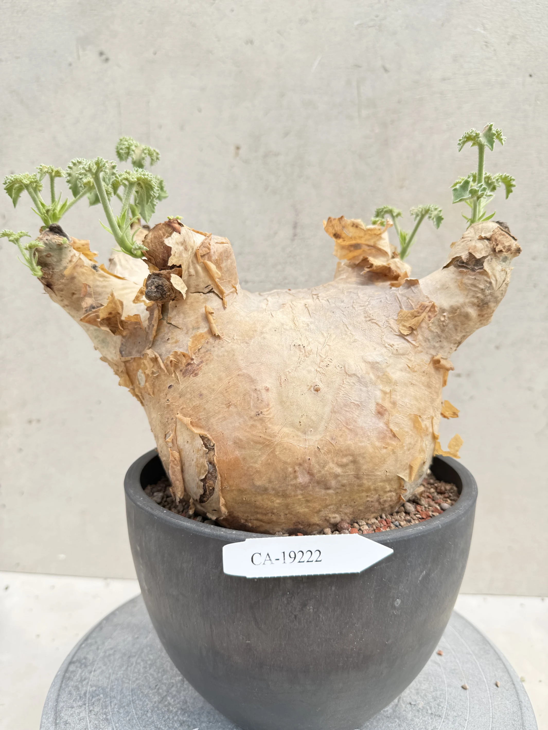 CA-19222 安哥拉葡萄甕 Cyphostemma uter var. macropus 2026-09-15