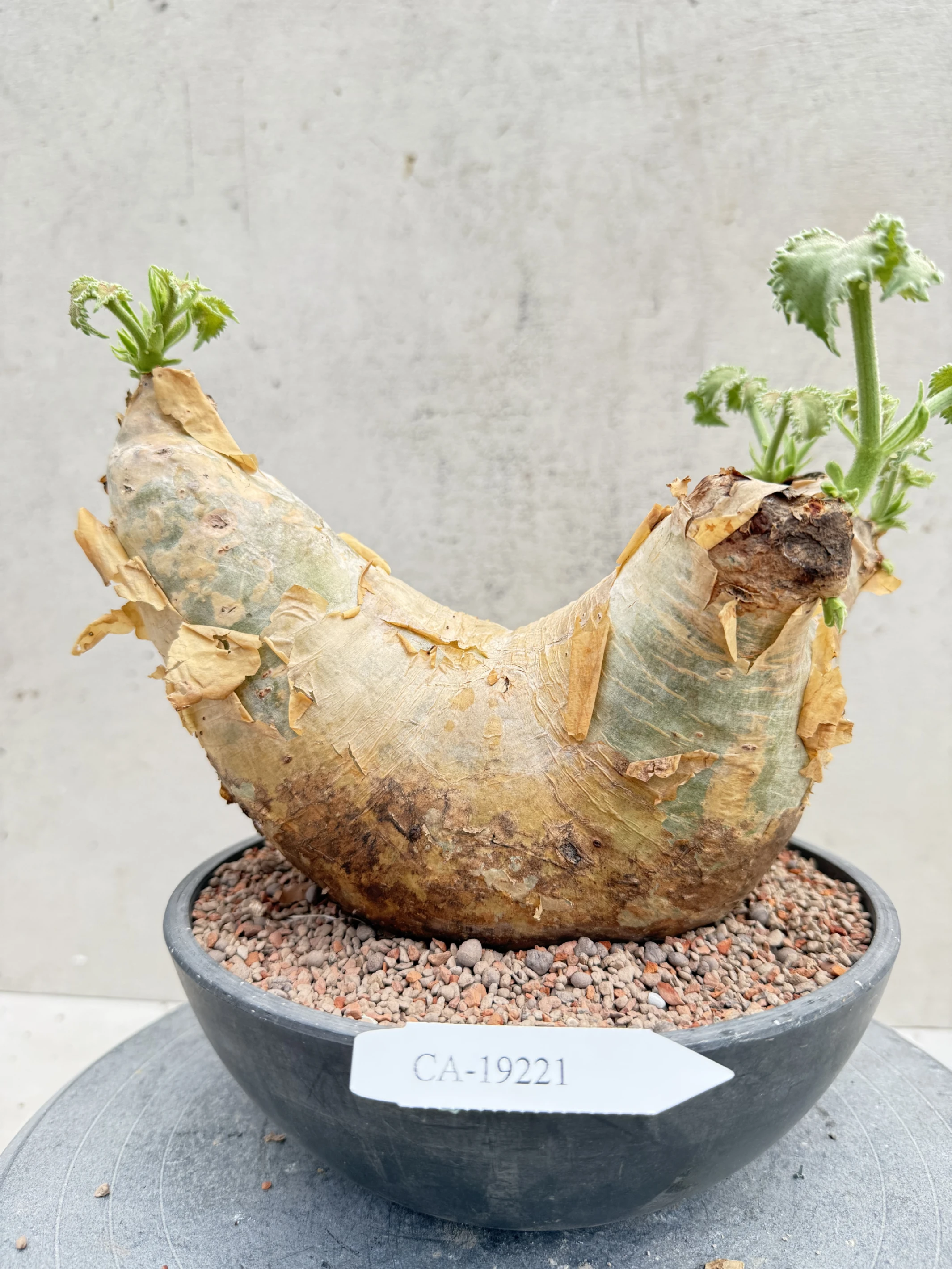 CA-19221 安哥拉葡萄甕 Cyphostemma uter var. macropus 2026-09-15