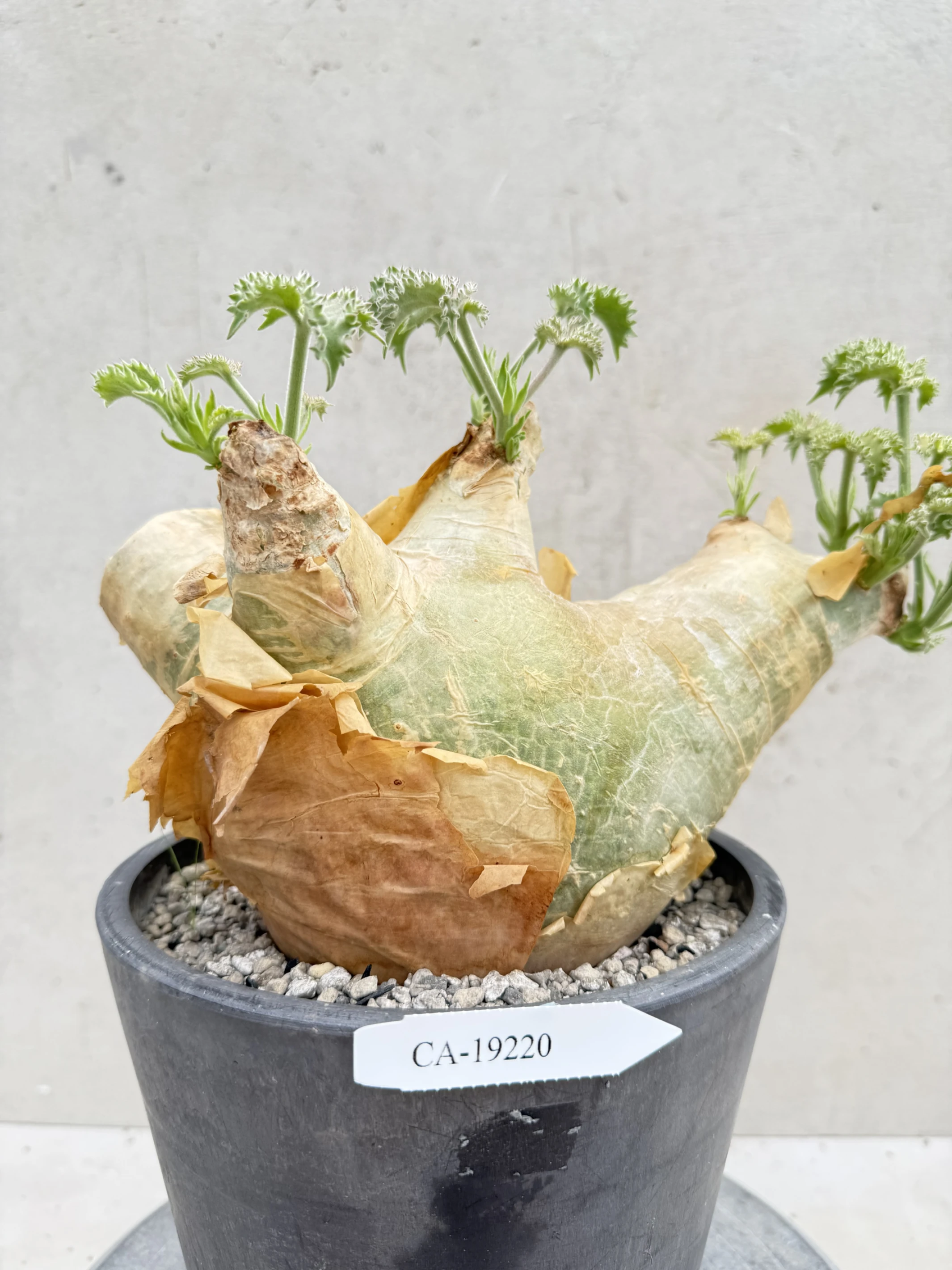 CA-19220 安哥拉葡萄甕 Cyphostemma uter var. macropus 2026-09-15