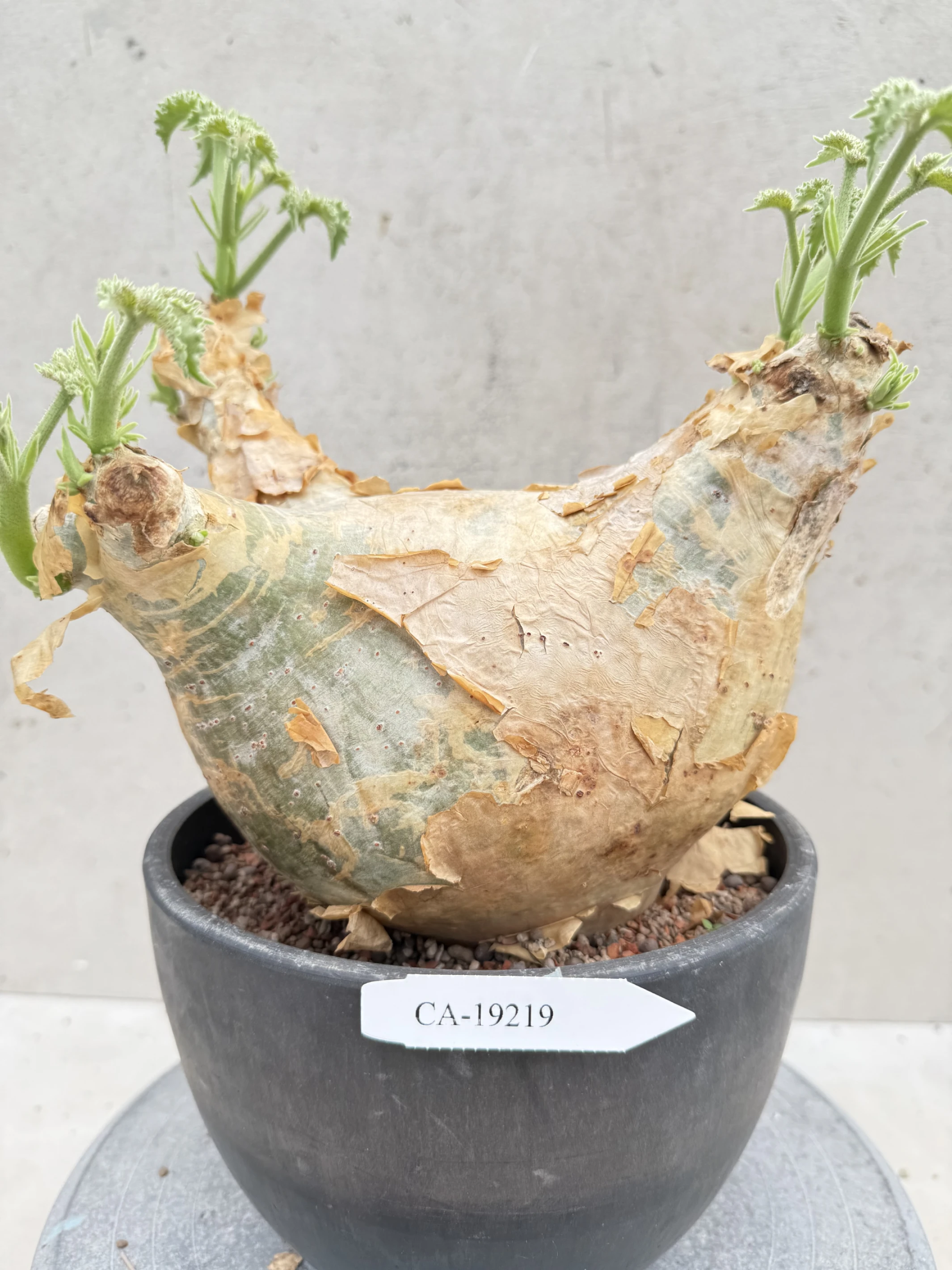 CA-19219 安哥拉葡萄甕 Cyphostemma uter var. macropus 2026-09-15