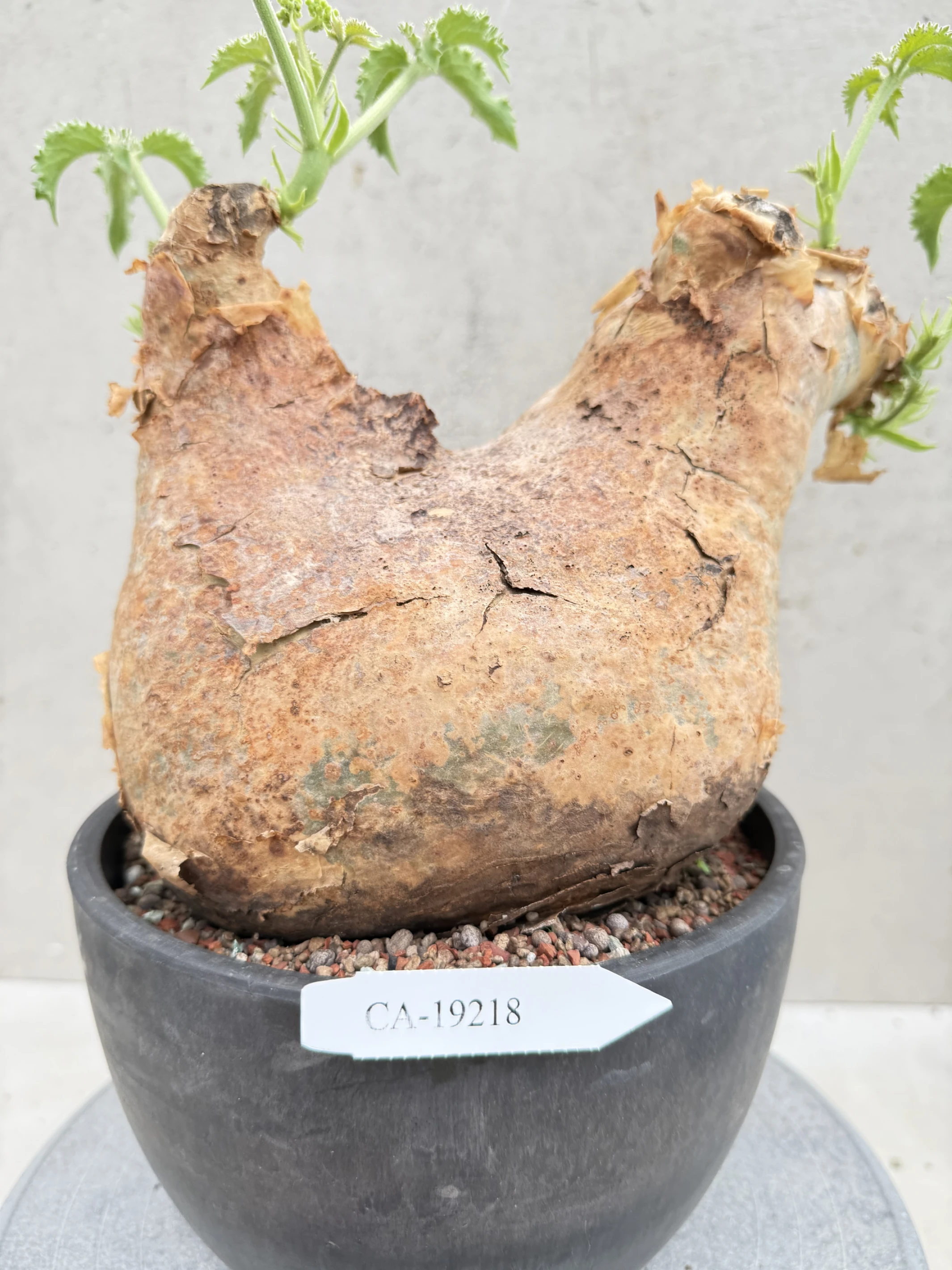 CA-19218 安哥拉葡萄甕 Cyphostemma uter var. macropus 2026-09-15
