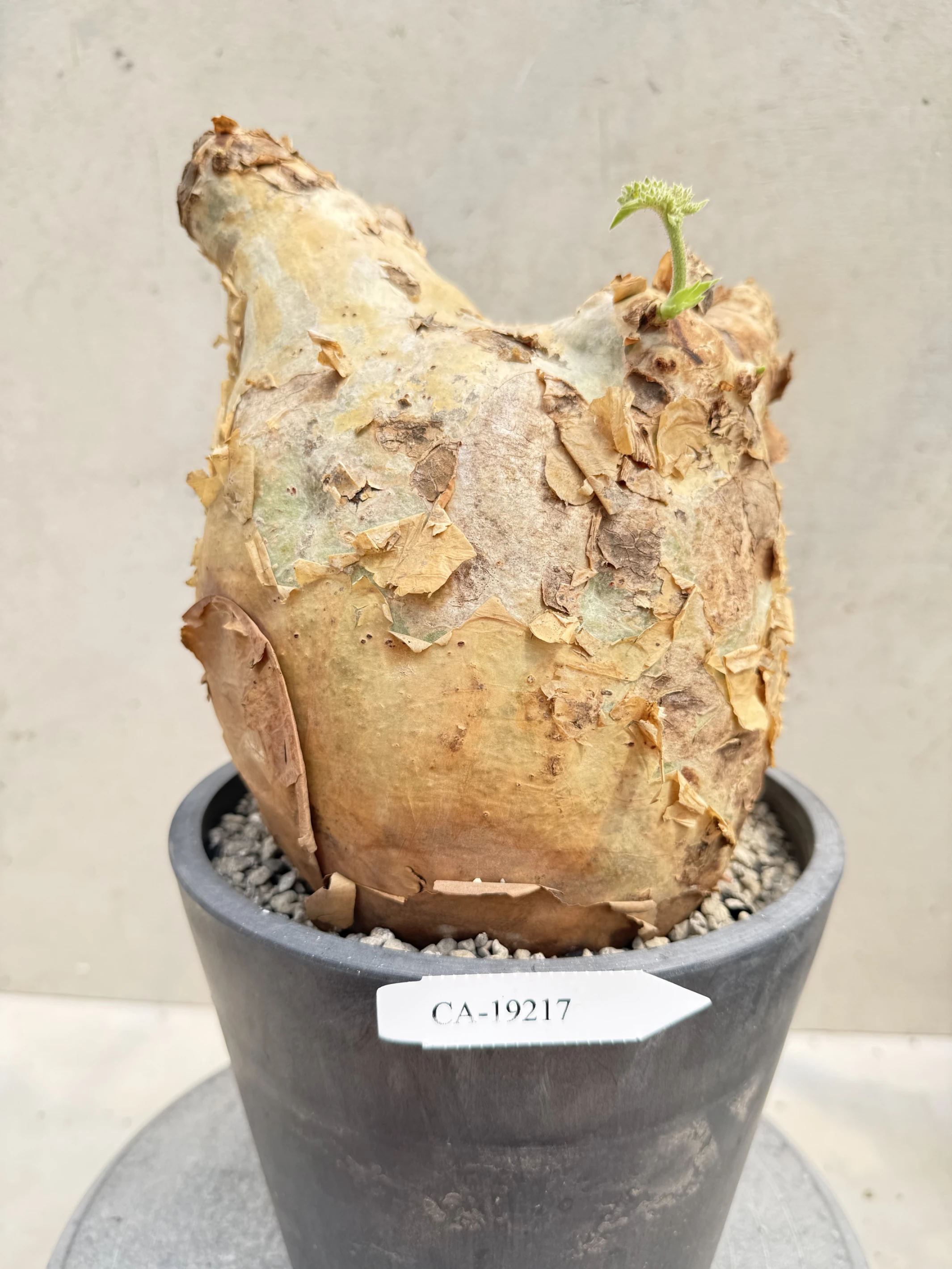 CA-19217 安哥拉葡萄甕 Cyphostemma uter var. macropus 2026-09-15