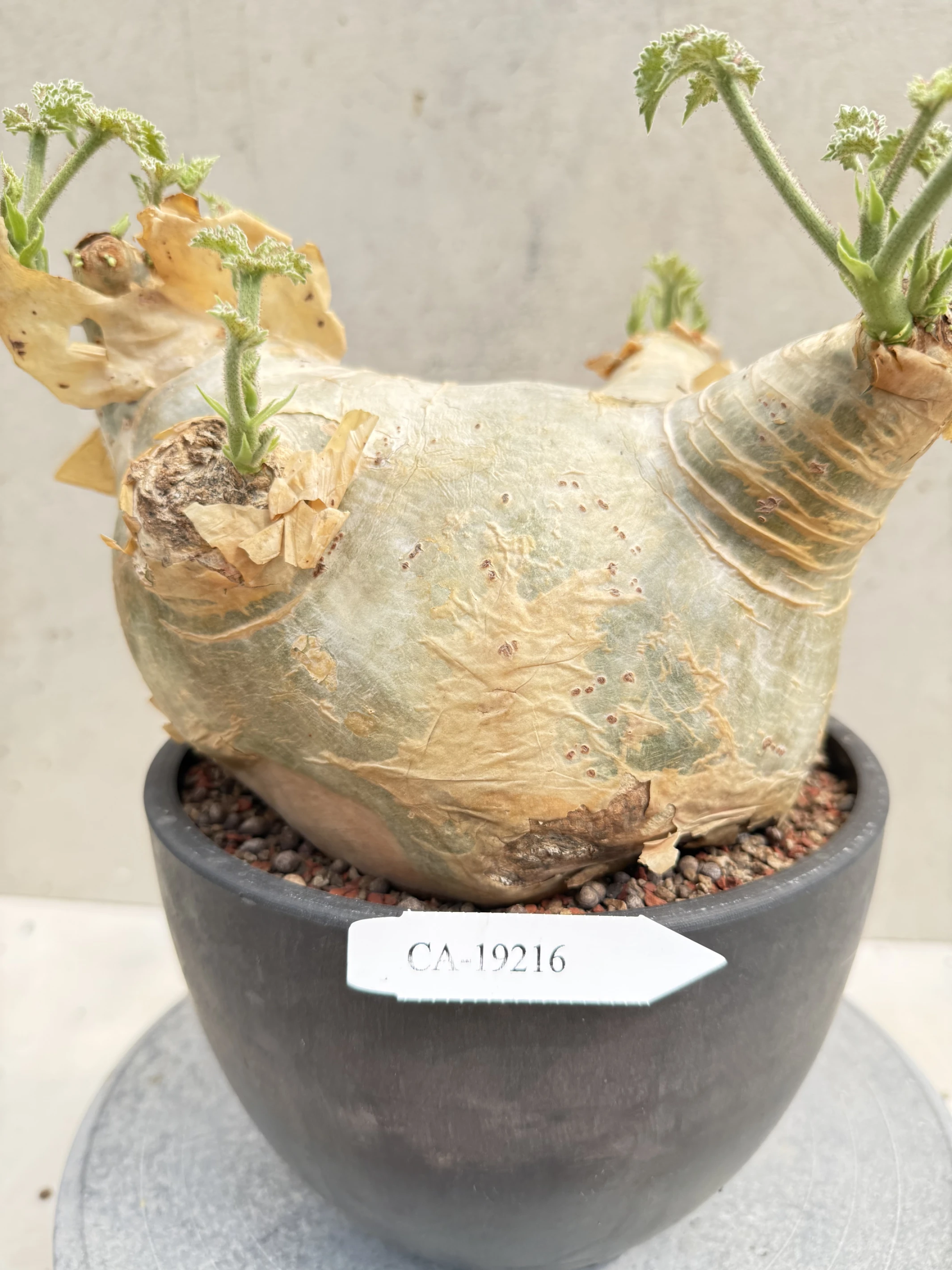 CA-19216 安哥拉葡萄甕 Cyphostemma uter var. macropus 2026-09-15