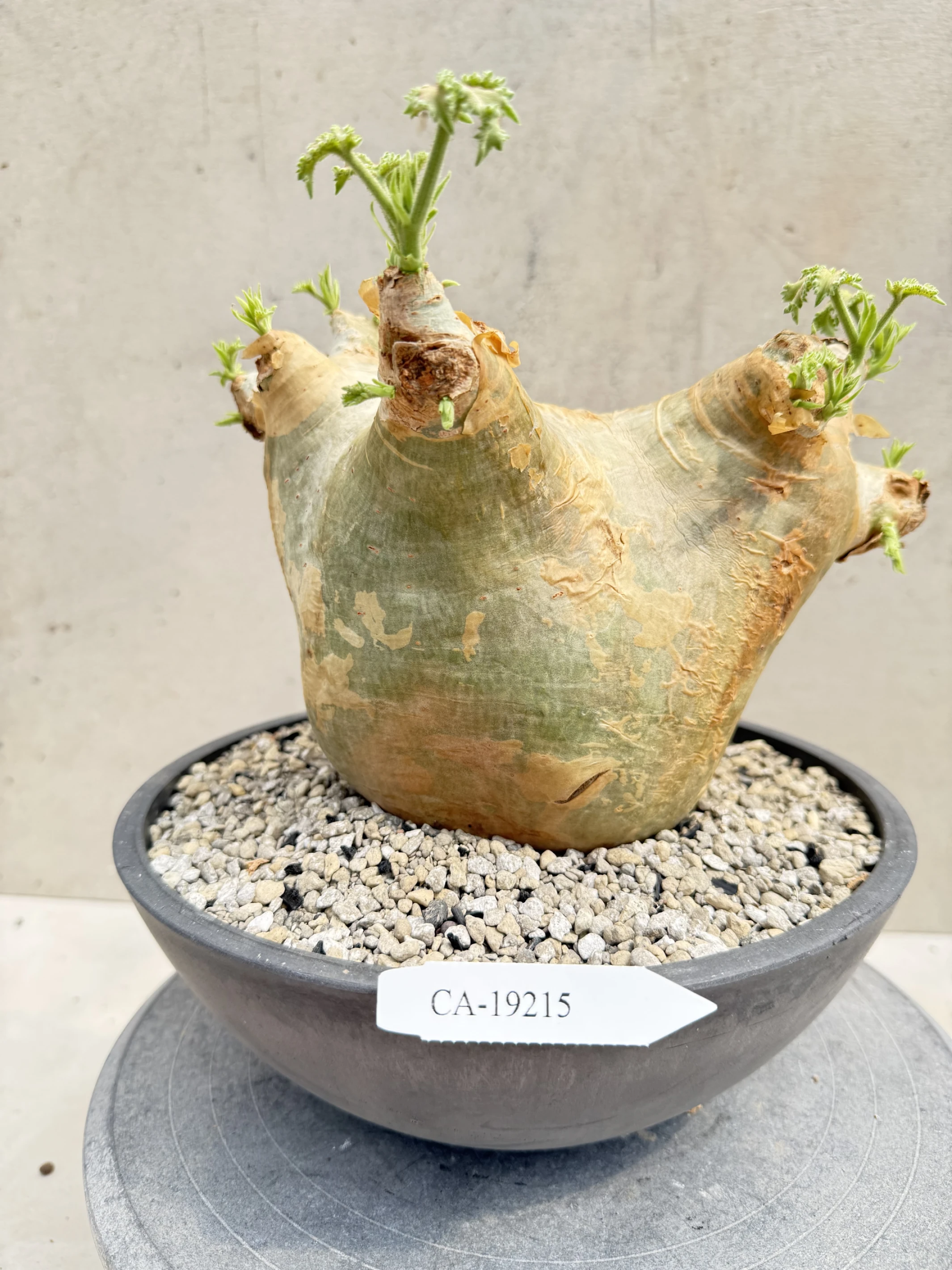 CA-19215 安哥拉葡萄甕 Cyphostemma uter var. macropus 2026-09-15