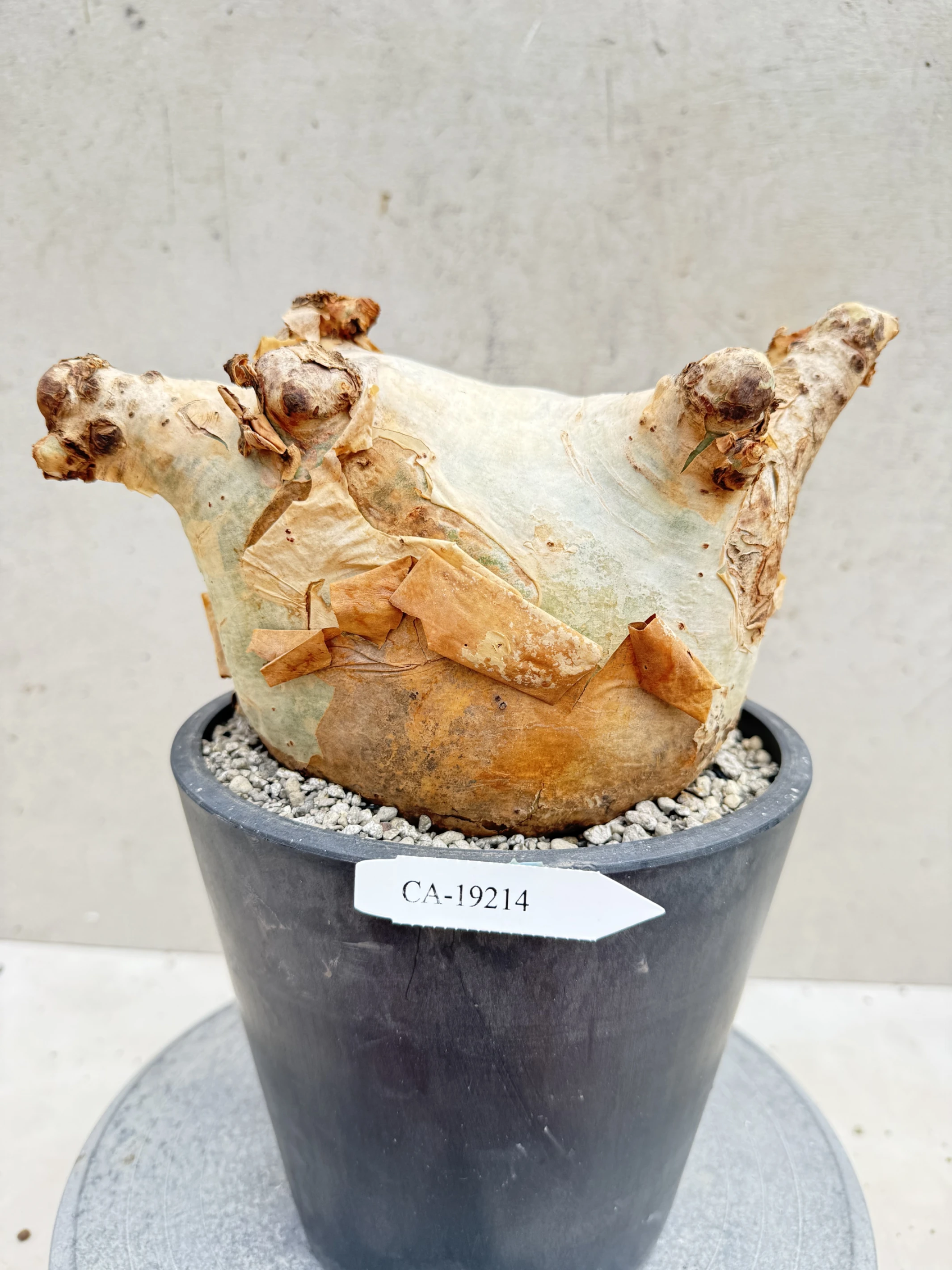 CA-19214 安哥拉葡萄甕 Cyphostemma uter var. macropus 2026-09-15