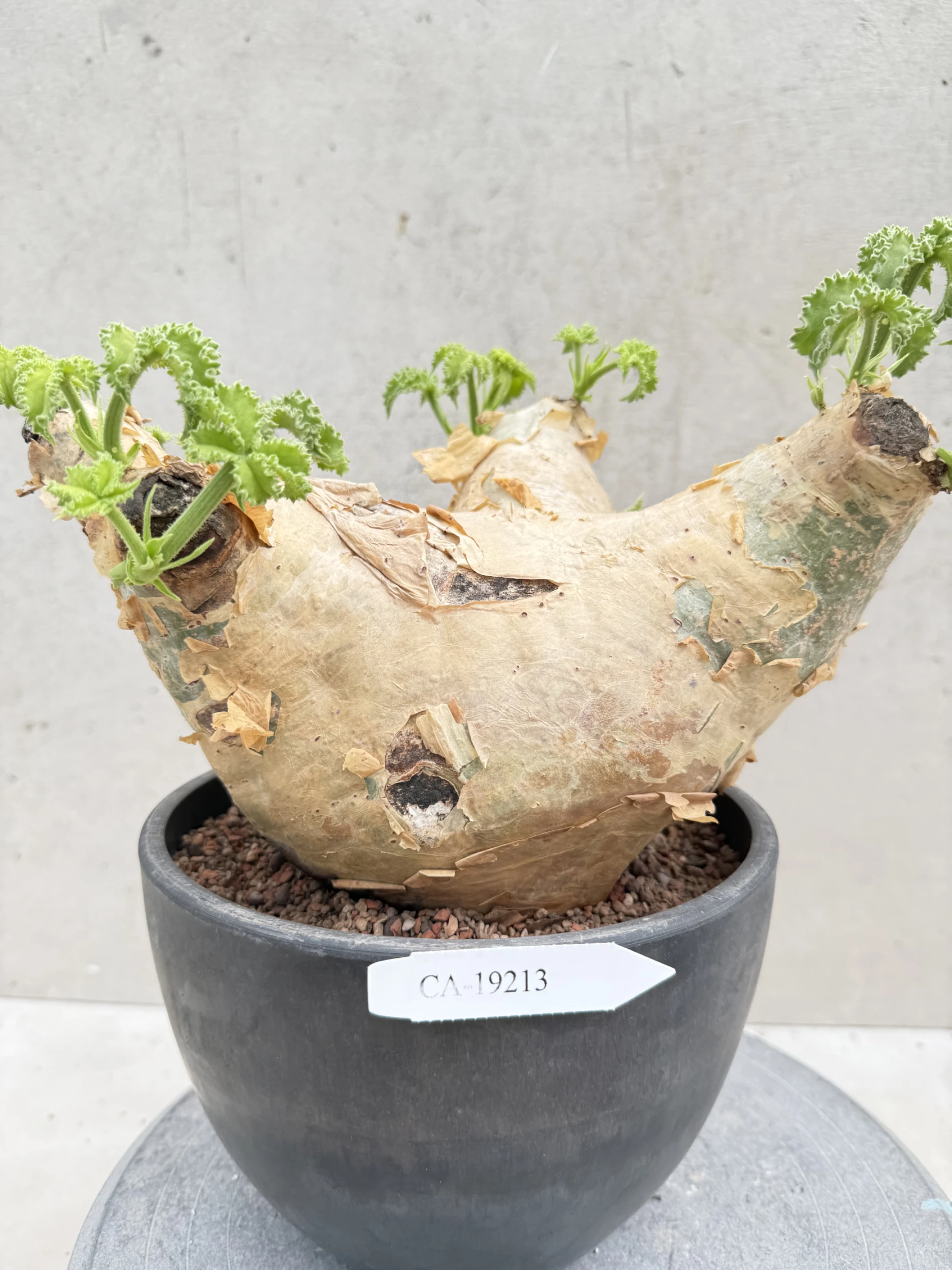 CA-19213 安哥拉葡萄甕 Cyphostemma uter var. macropus 2026-09-15