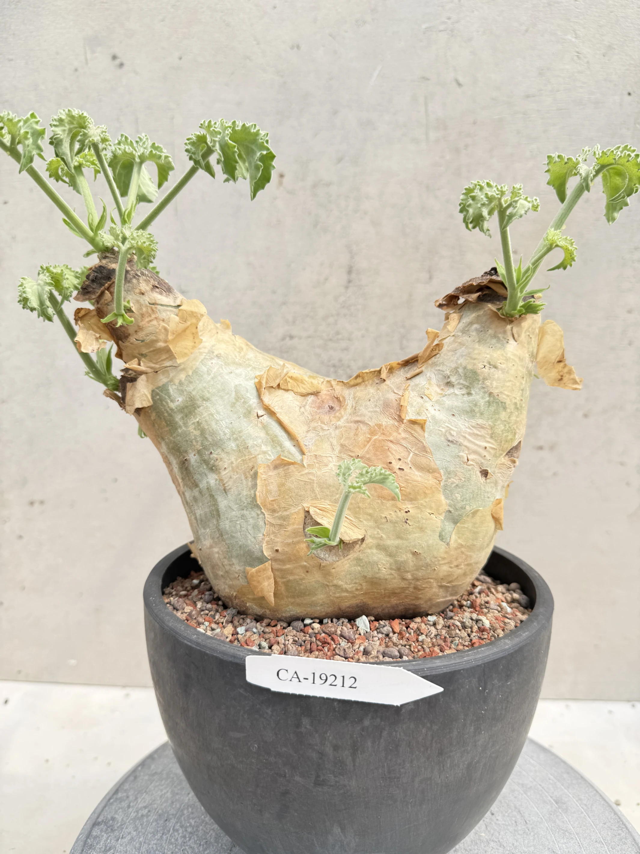CA-19212 安哥拉葡萄甕 Cyphostemma uter var. macropus 2026-09-15