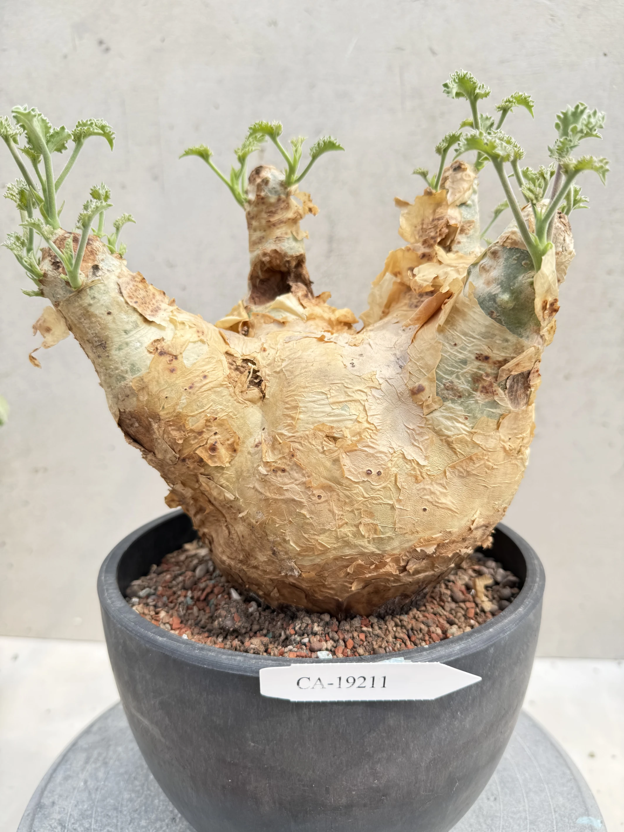 CA-19211 安哥拉葡萄甕 Cyphostemma uter var. macropus 2026-09-15