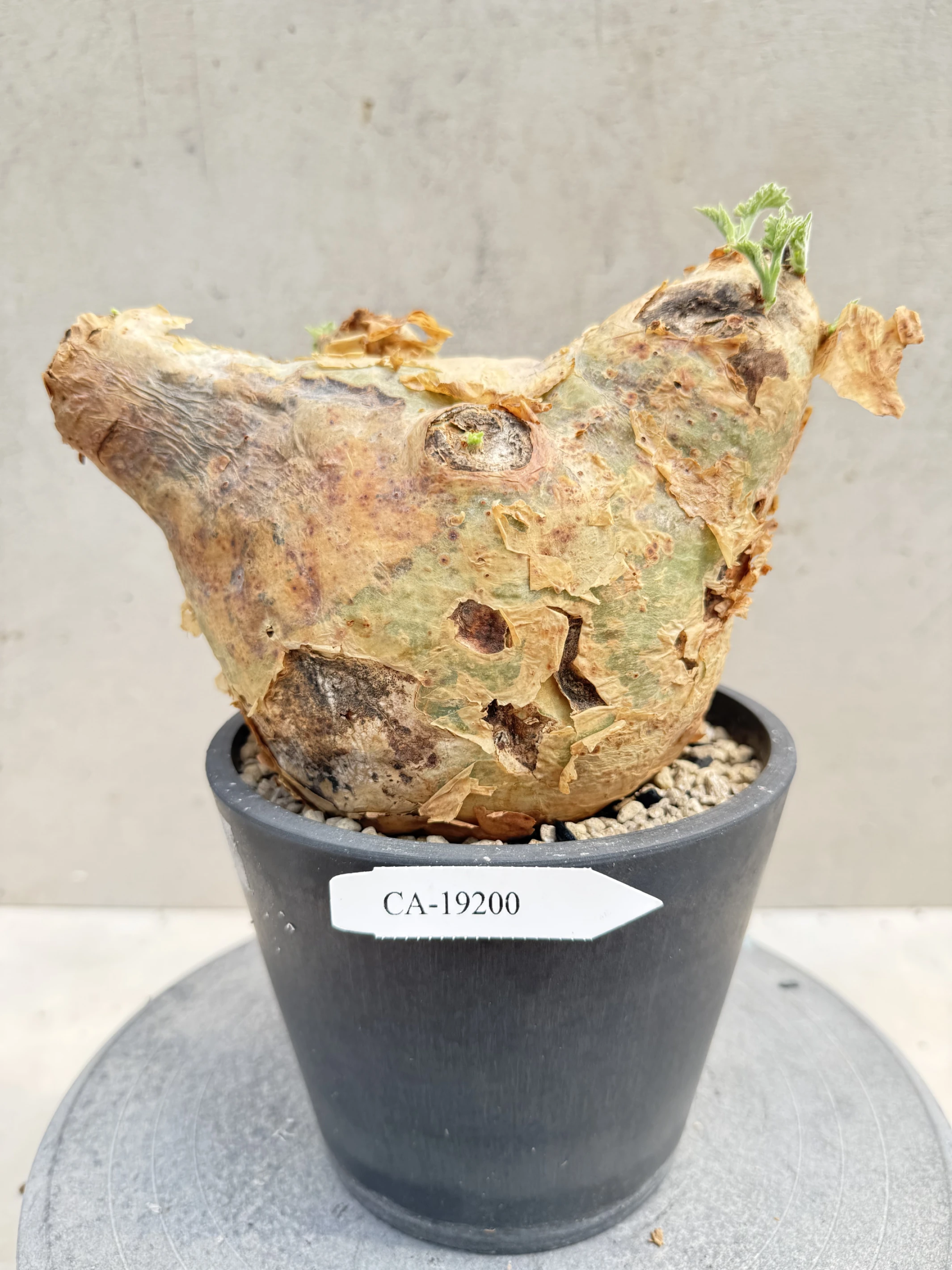 CA-19200 安哥拉葡萄甕 Cyphostemma uter var. macropus 2026-09-15