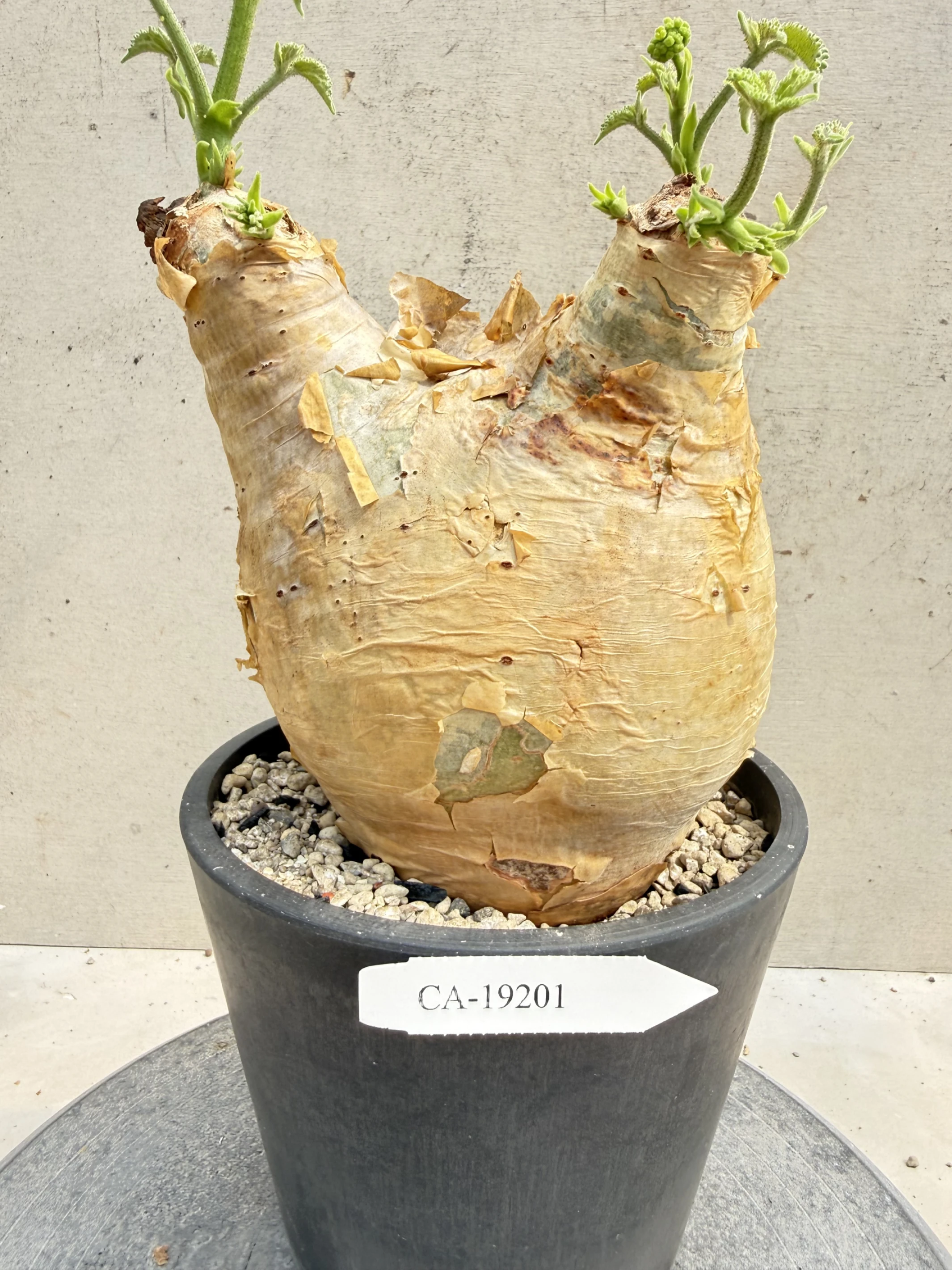 CA-19201 安哥拉葡萄甕 Cyphostemma uter var. macropus 2026-09-15
