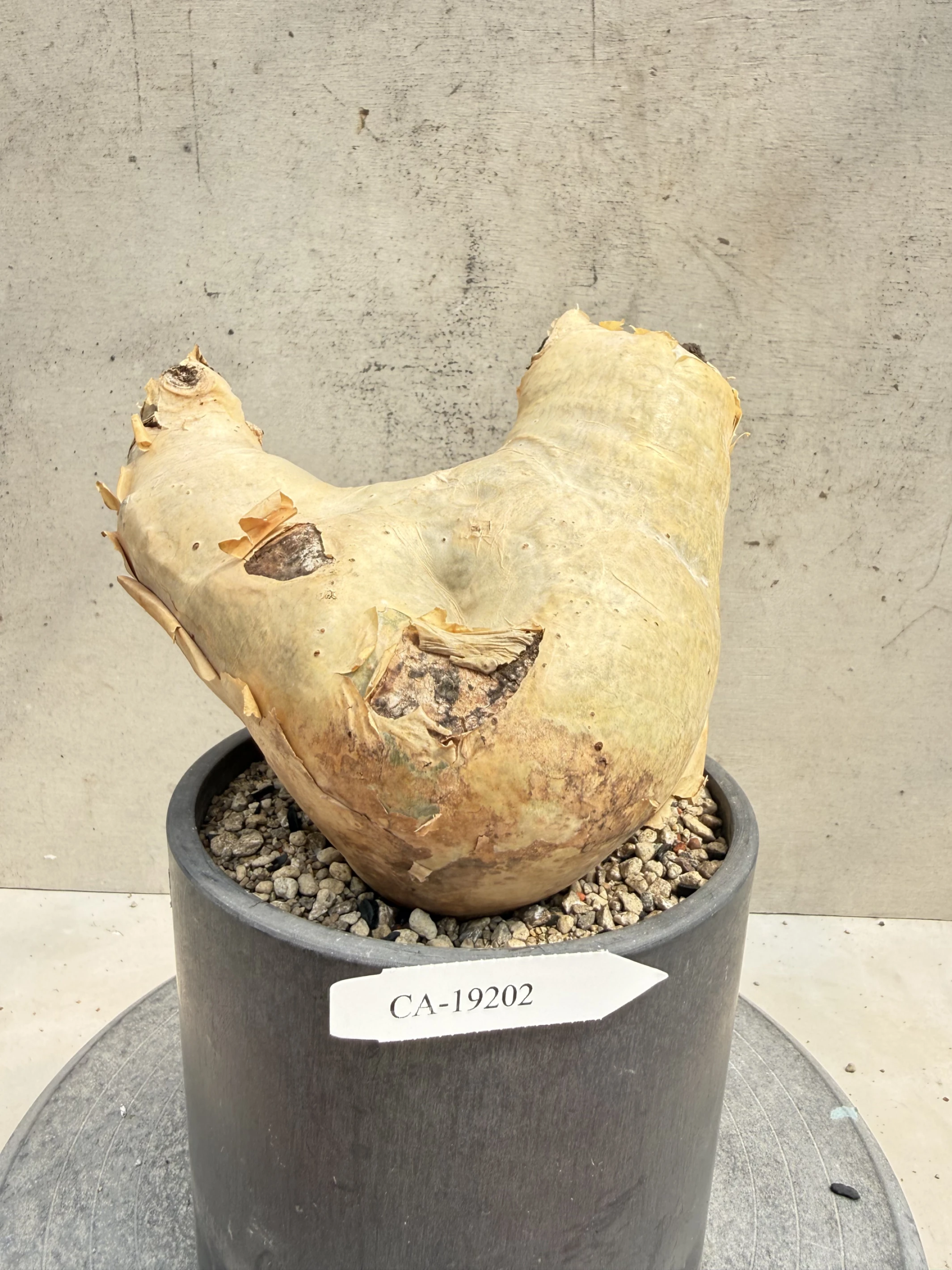 CA-19202 安哥拉葡萄甕 Cyphostemma uter var. macropus 2026-09-15