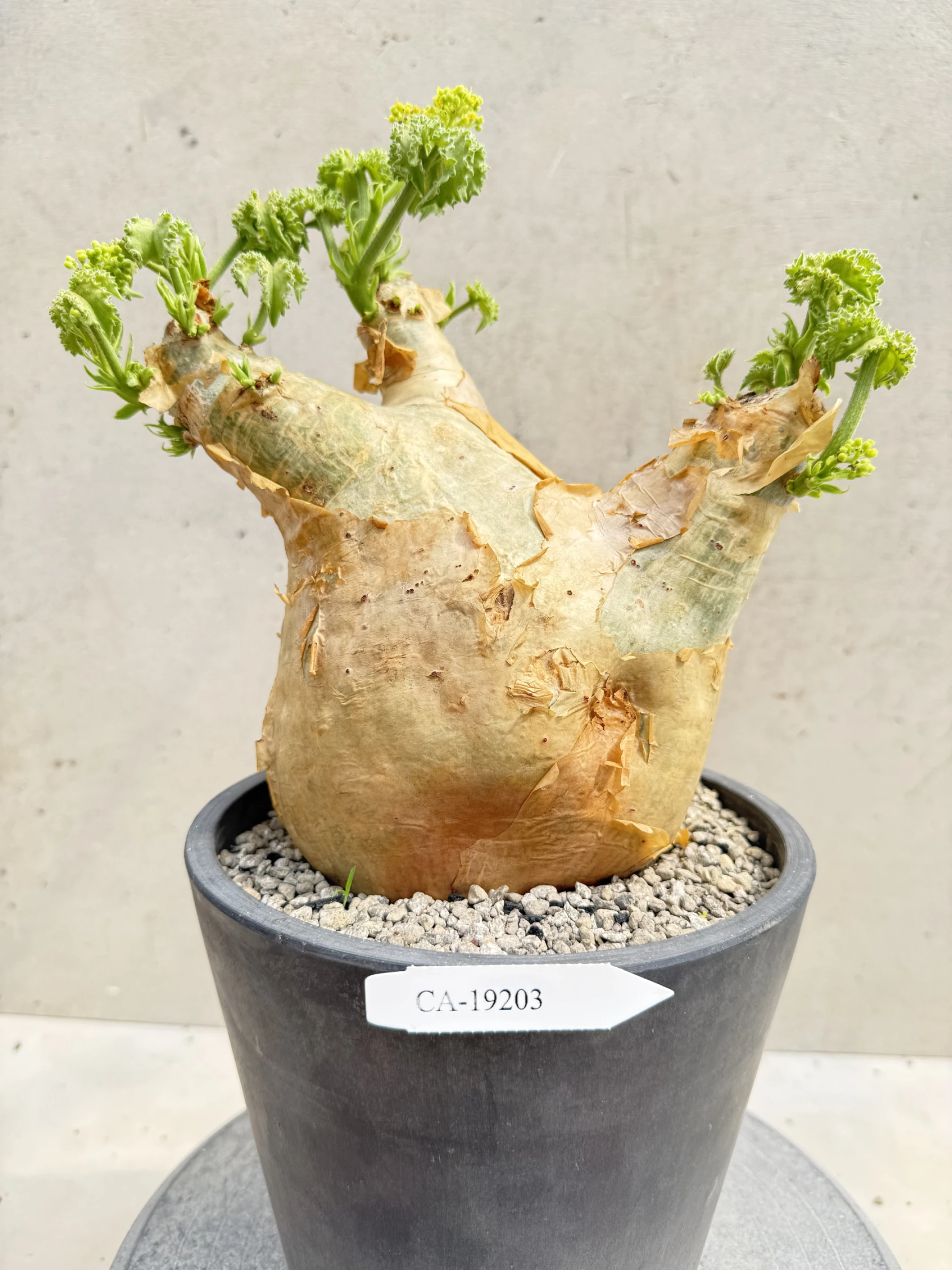 CA-19203 安哥拉葡萄甕 Cyphostemma uter var. macropus 2026-09-15
