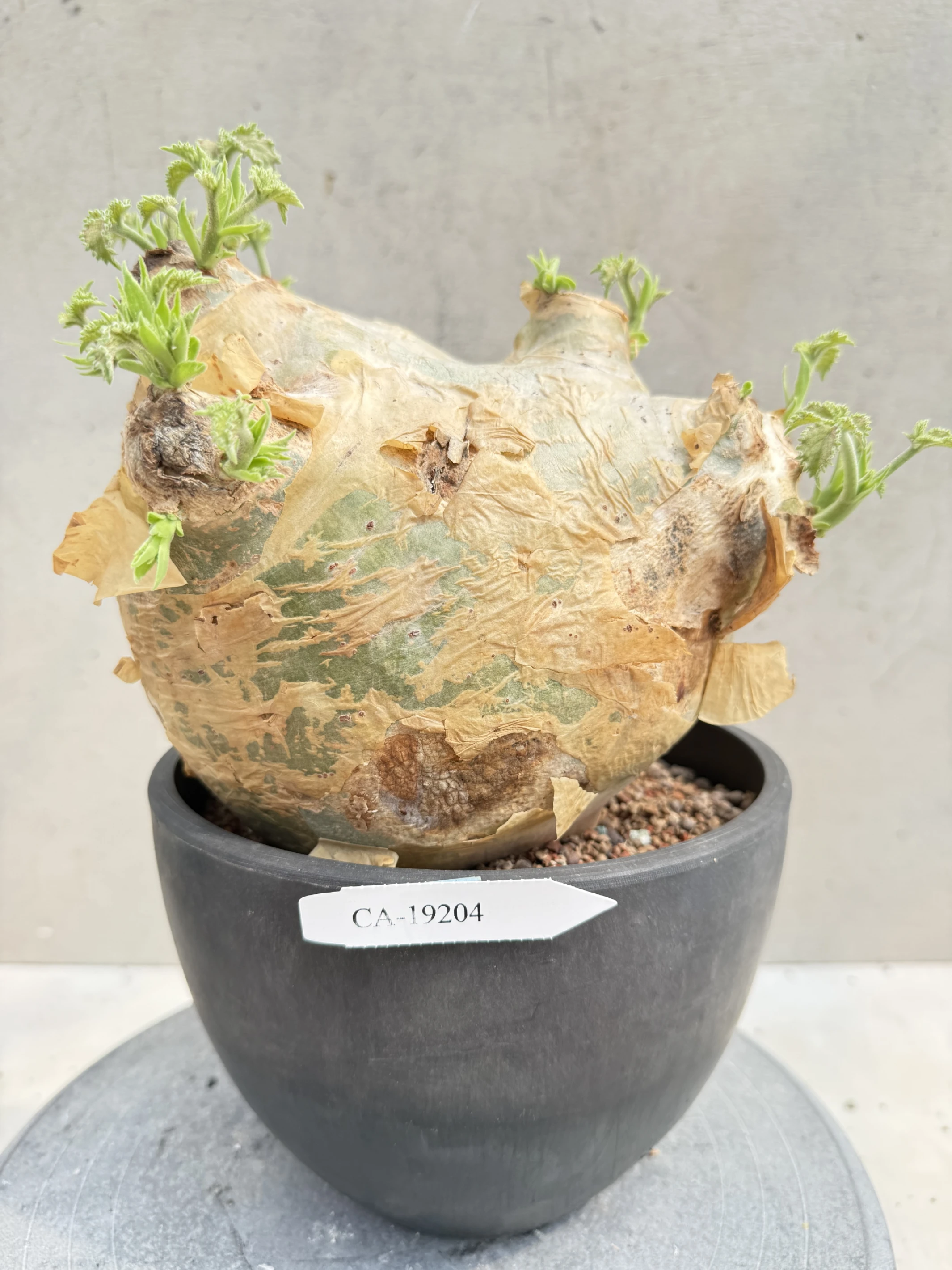 CA-19204 安哥拉葡萄甕 Cyphostemma uter var. macropus 2026-09-15