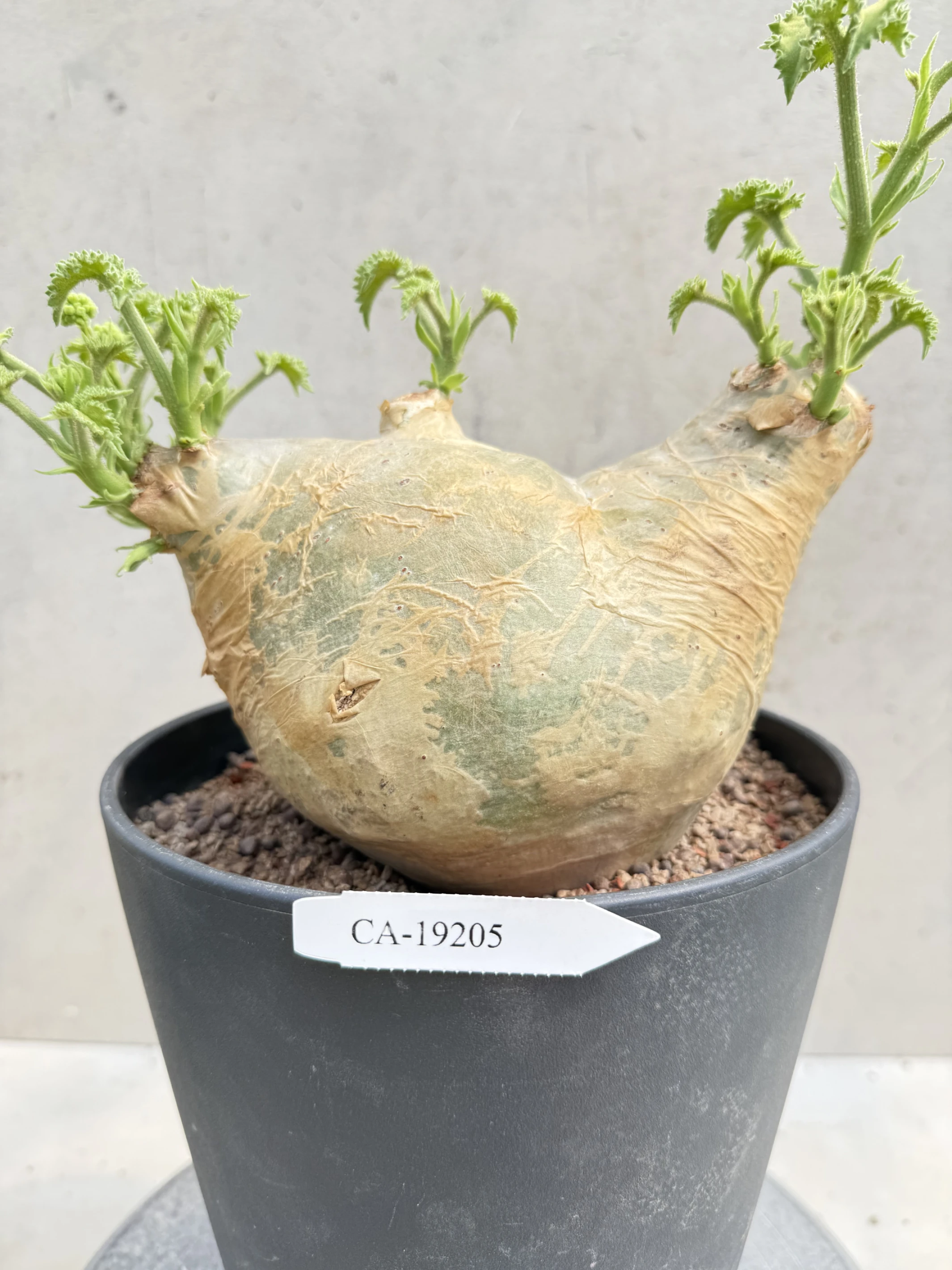 CA-19205 安哥拉葡萄甕 Cyphostemma uter var. macropus 2026-09-15