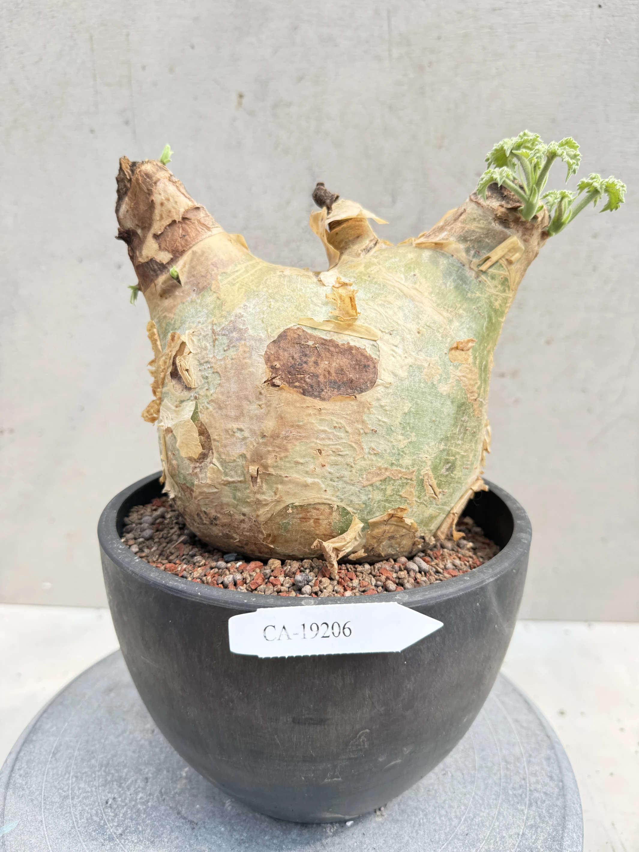 CA-19206 安哥拉葡萄甕 Cyphostemma uter var. macropus 2026-09-15