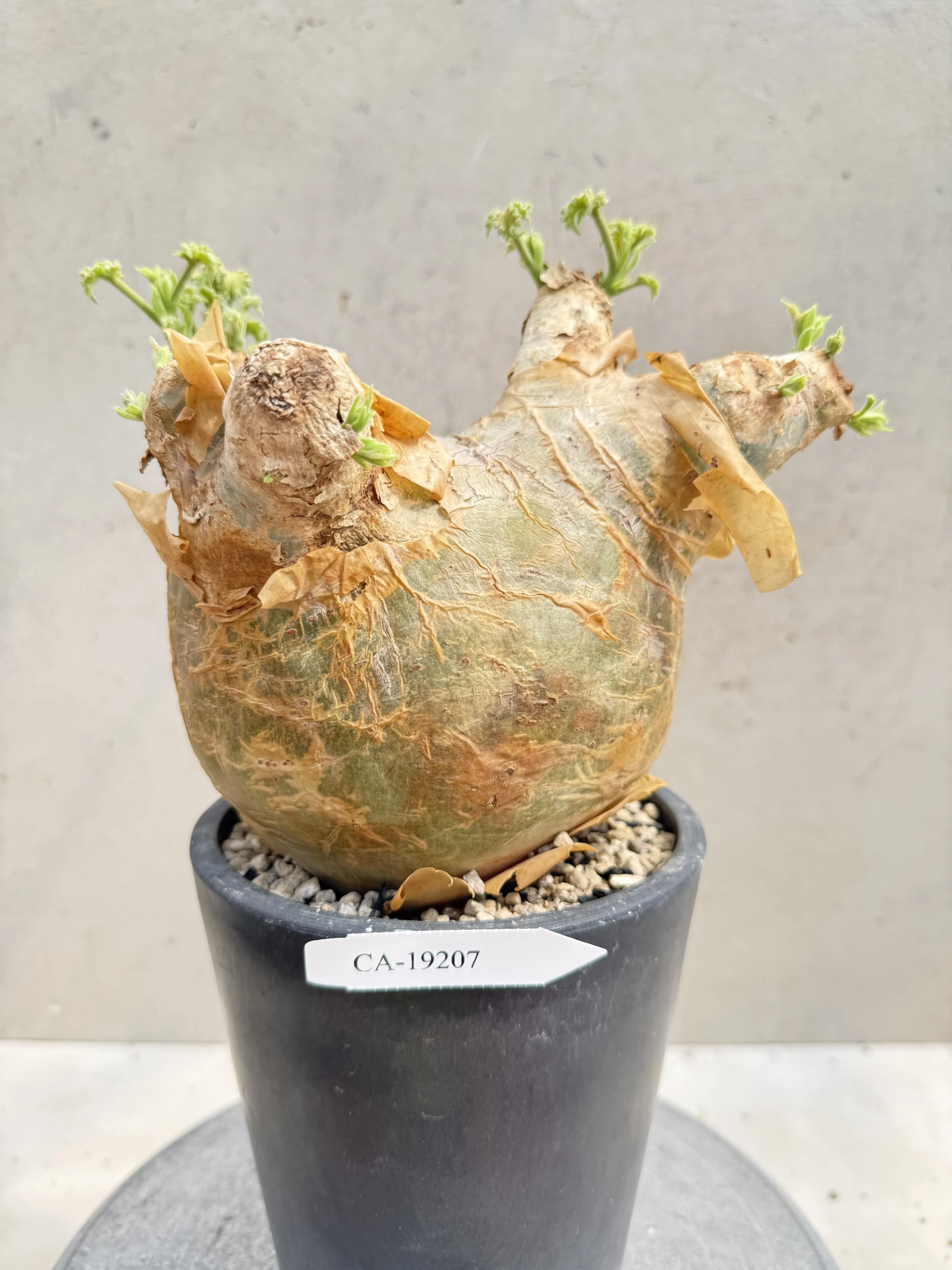 CA-19207 安哥拉葡萄甕 Cyphostemma uter var. macropus 2026-09-15