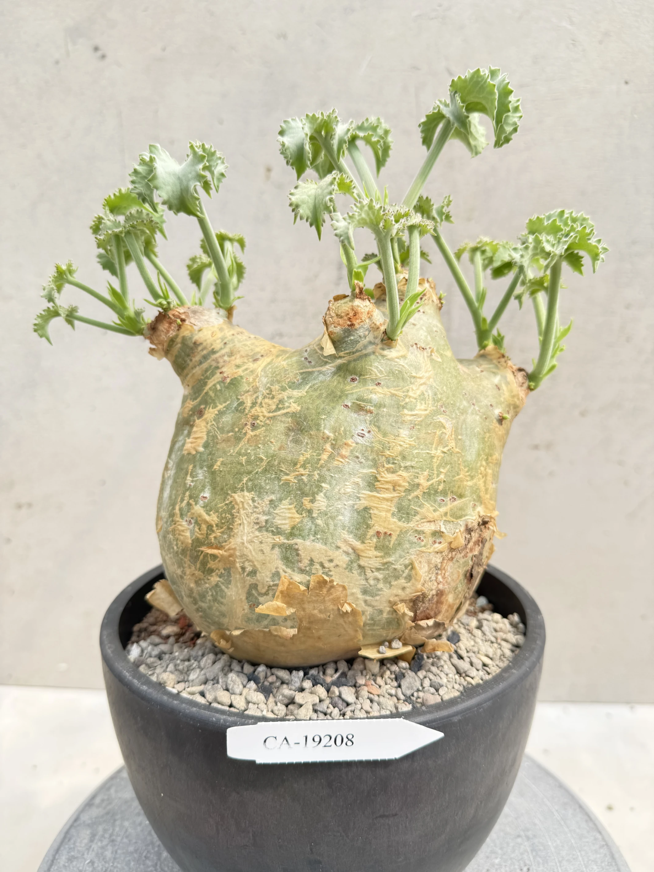 CA-19208 安哥拉葡萄甕 Cyphostemma uter var. macropus 2026-09-15