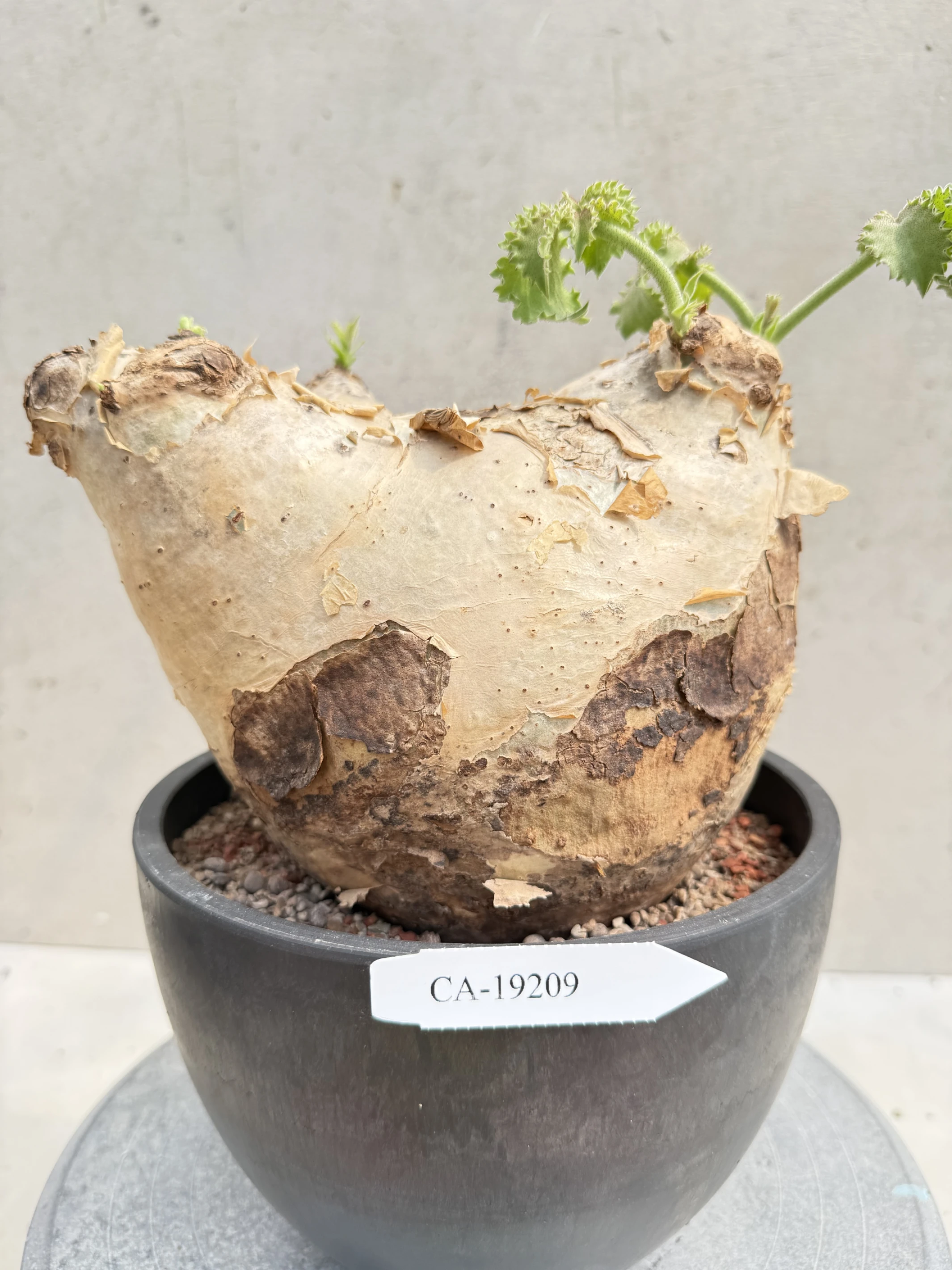 CA-19209 安哥拉葡萄甕 Cyphostemma uter var. macropus 2026-09-15