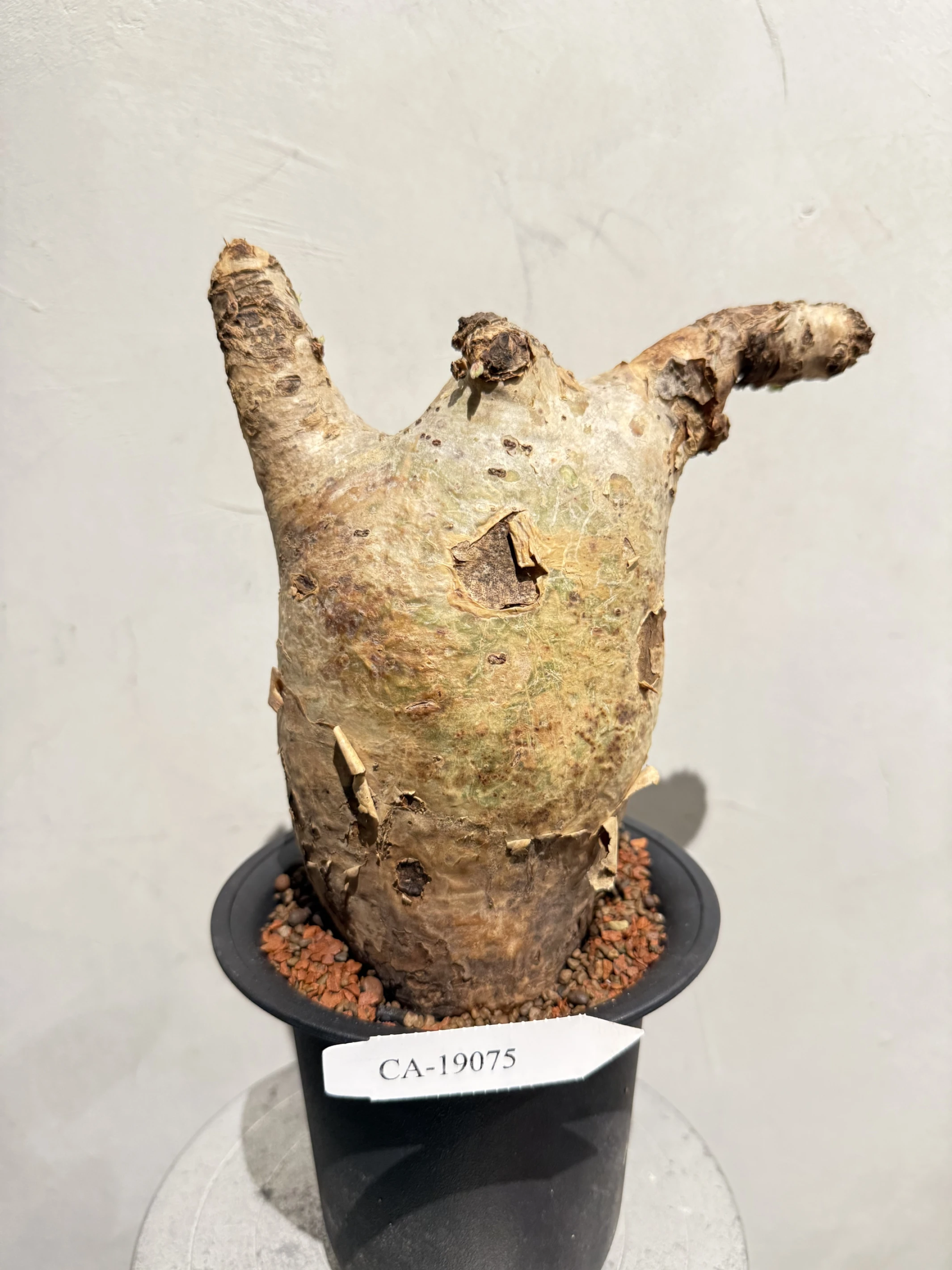 CA-19075 安哥拉葡萄甕 Cyphostemma uter var. macropus 2026-09-15