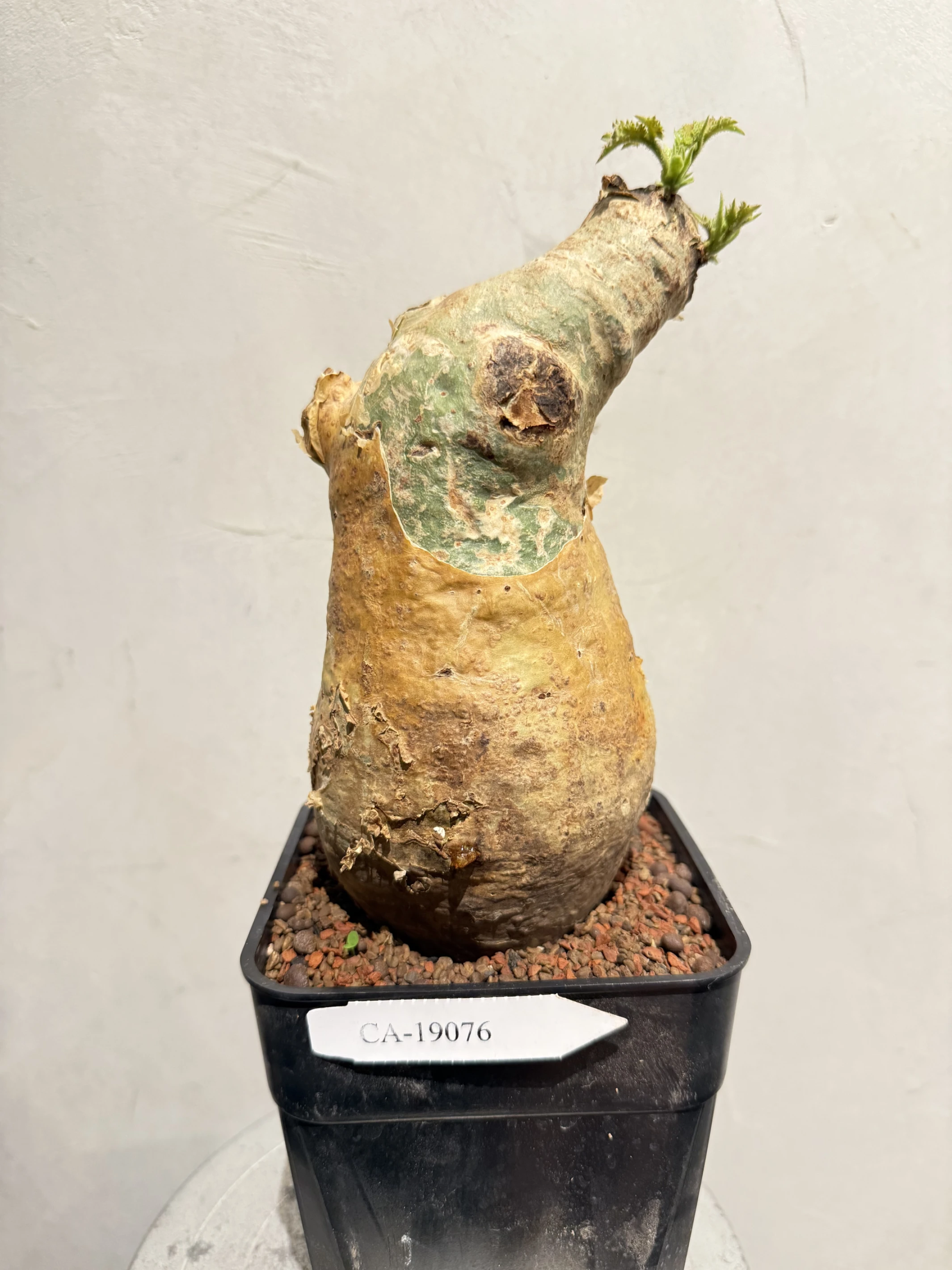 CA-19076 安哥拉葡萄甕 Cyphostemma uter var. macropus 2026-09-15