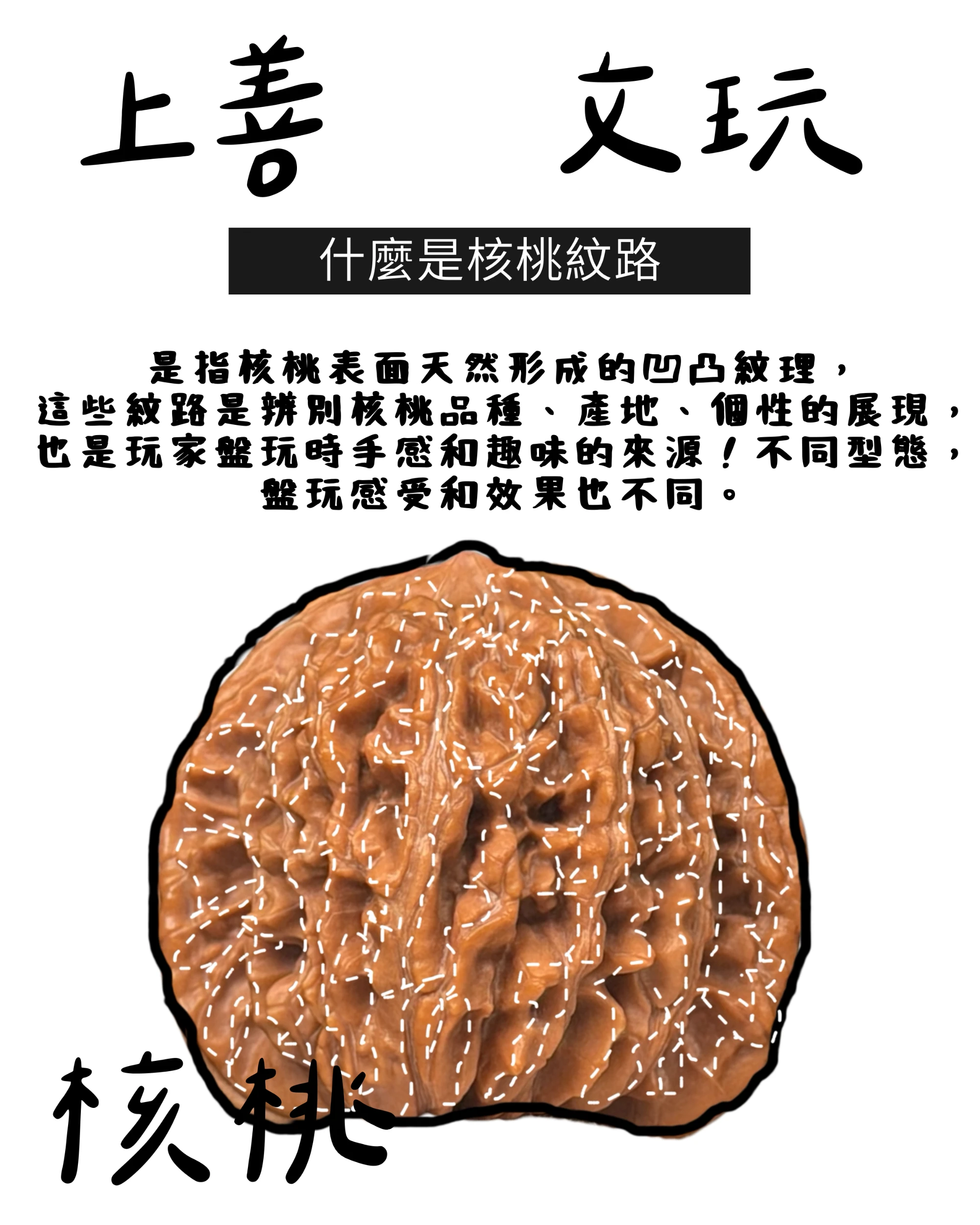 [ 文玩核桃 - 新手入門必看 ]
