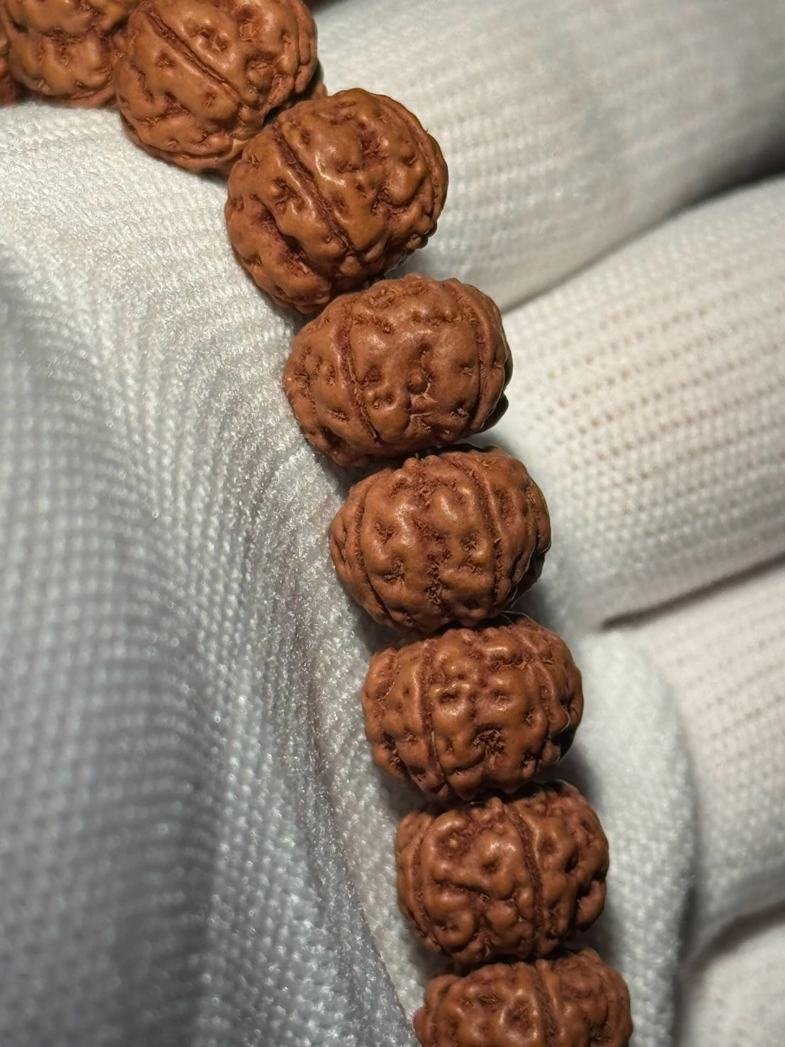 尺寸12*9.5｜原生態 勿里達純血老樹王金剛菩提