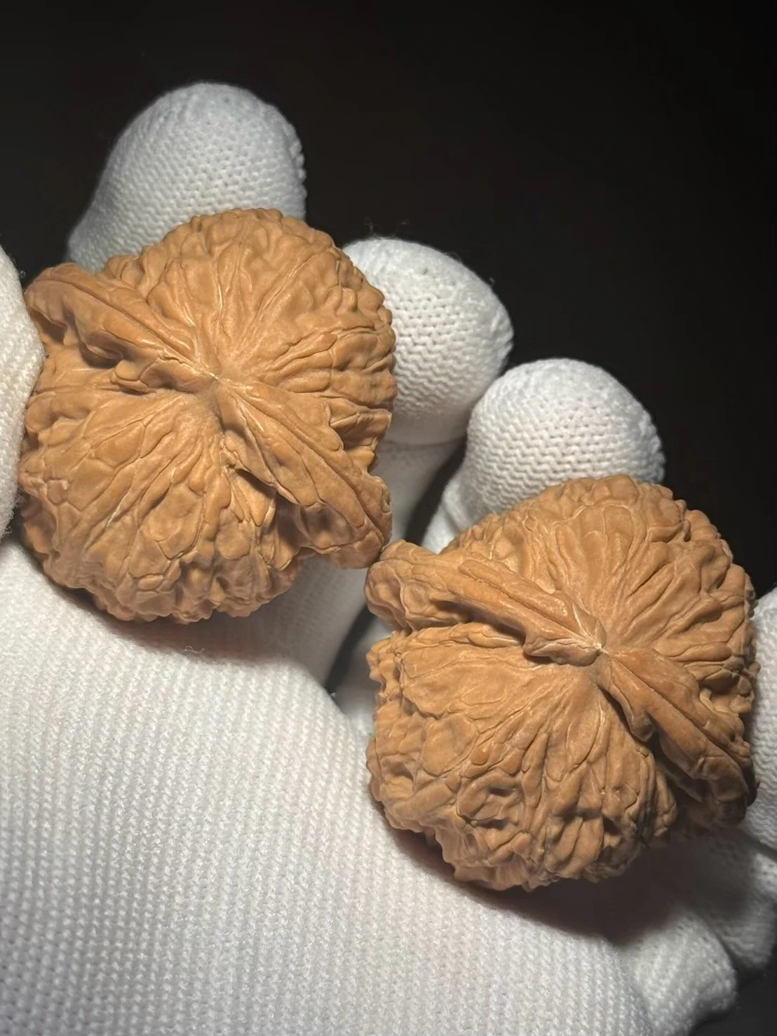 上善文玩】41/40/34全品•白獅子( BS244103)現貨｜上善文玩上善若水文玩