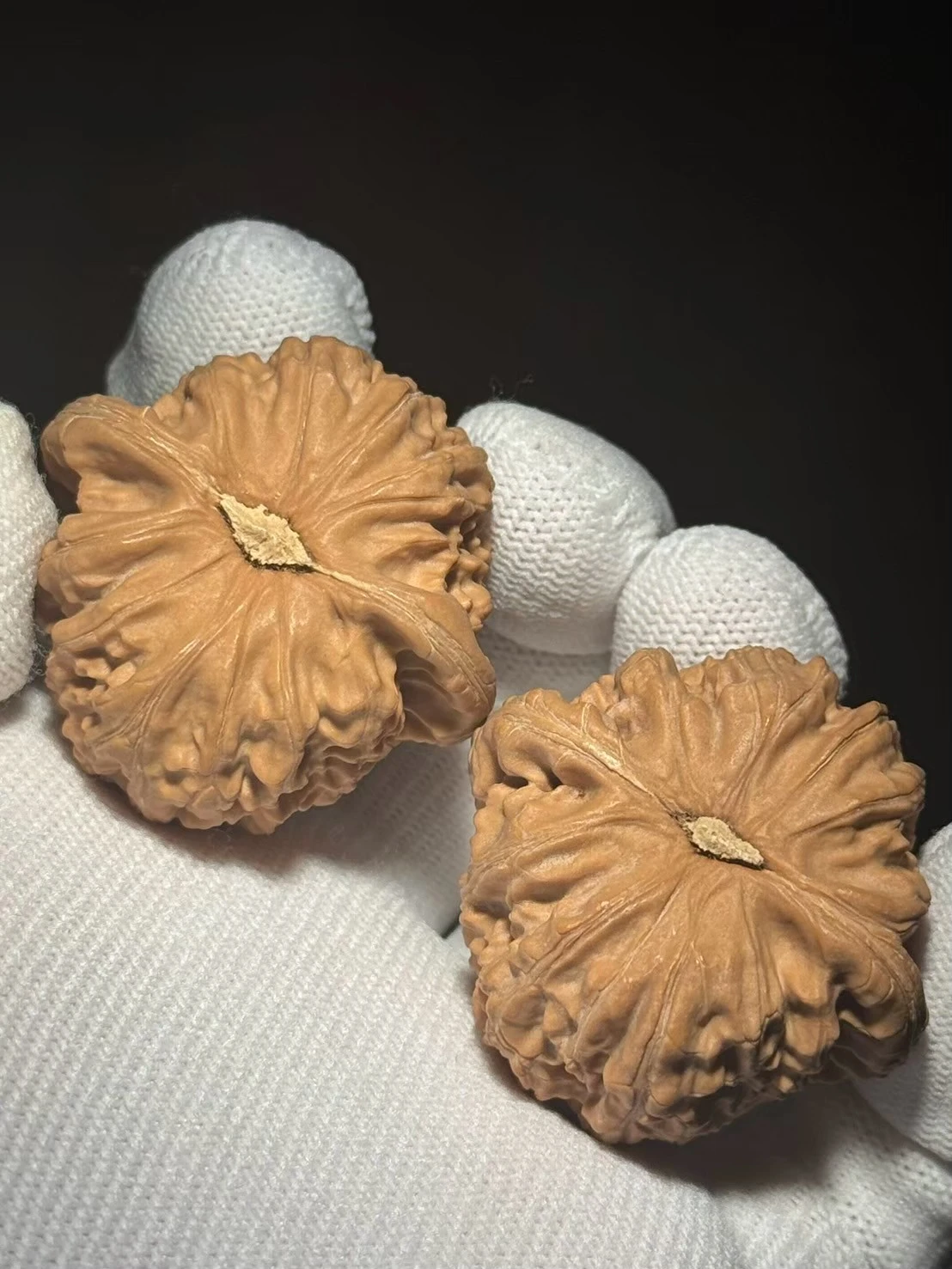 上善文玩】41/40/34全品•白獅子( BS244103)現貨｜上善文玩上善若水文玩