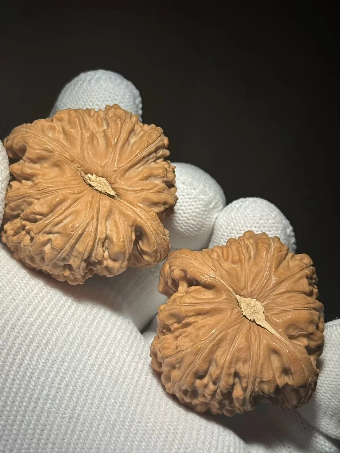 上善文玩】42/41/32全品•白獅子(BS244203) 現貨｜上善文玩上善若水文玩