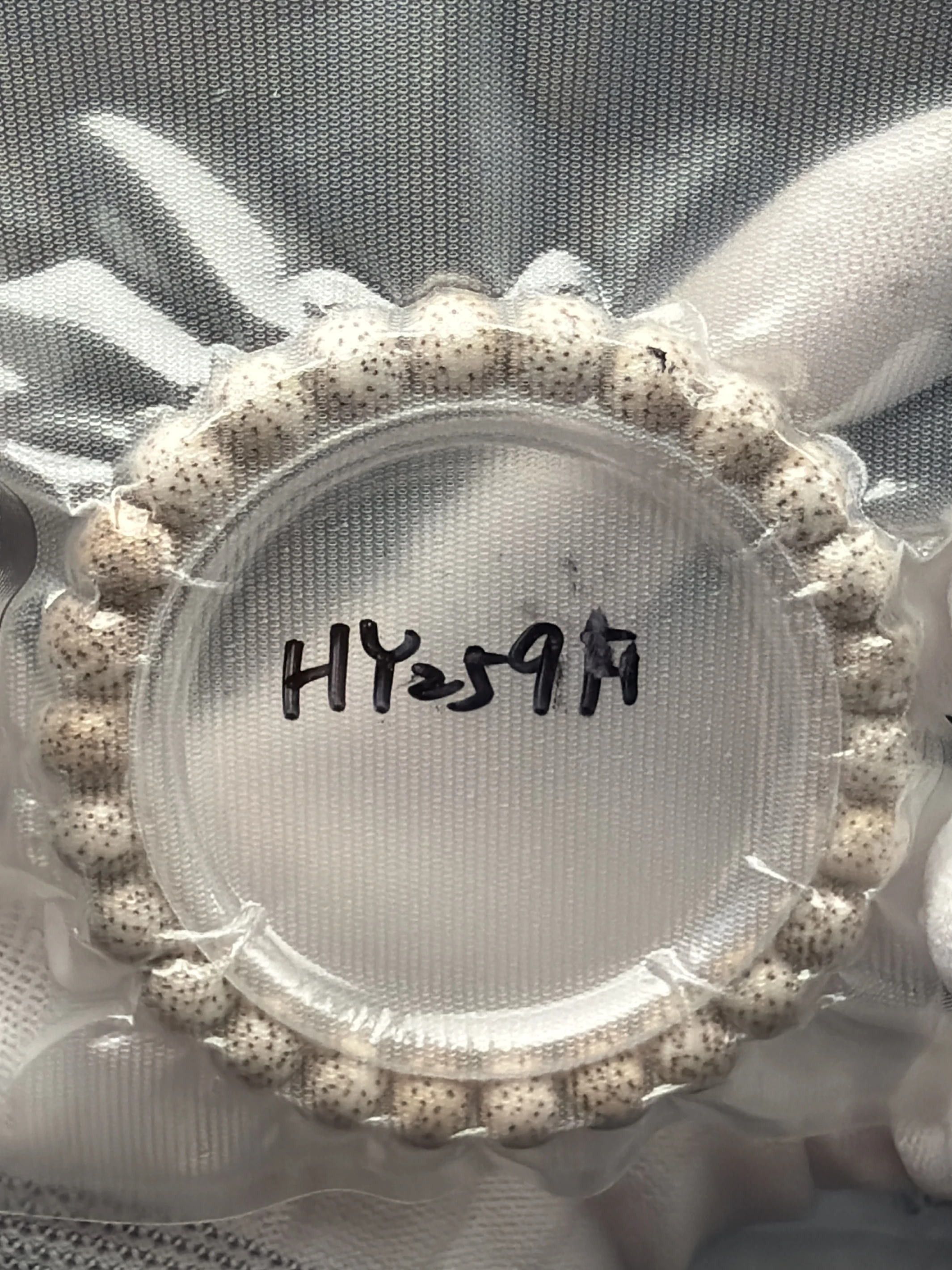 [ 上善文玩 ] 尺寸9*8｜ [ 原生態 ］海南星月菩提同樹同枝老型單圈｜約25顆｜(HY259F）