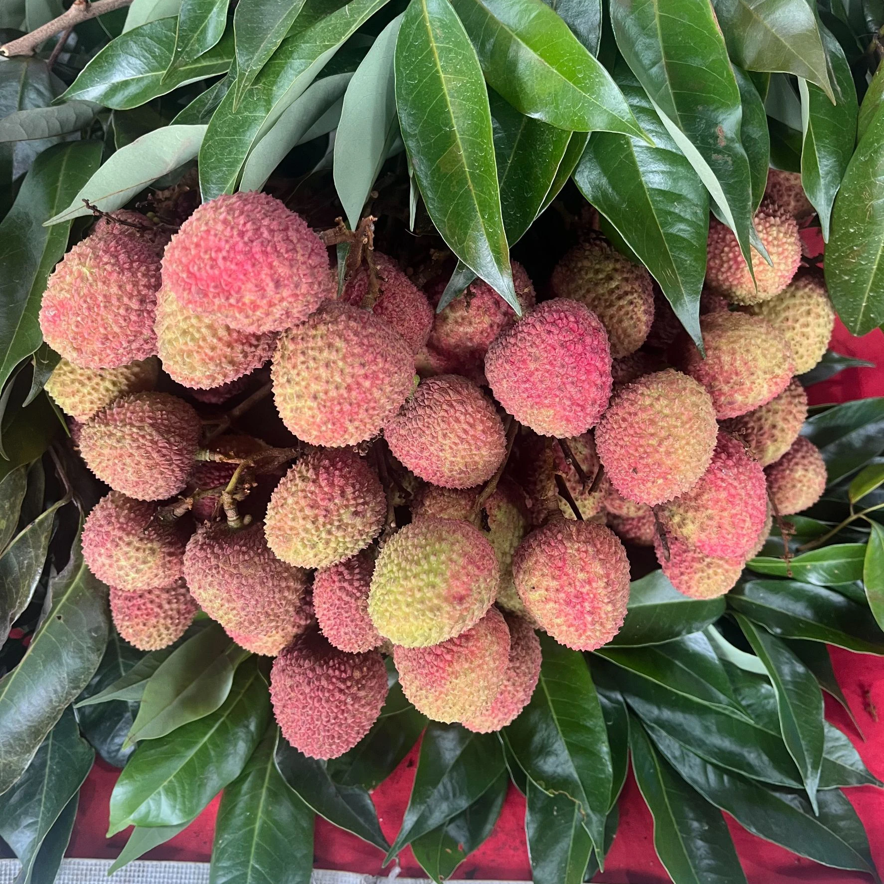 屏東恆春大樹玉荷包