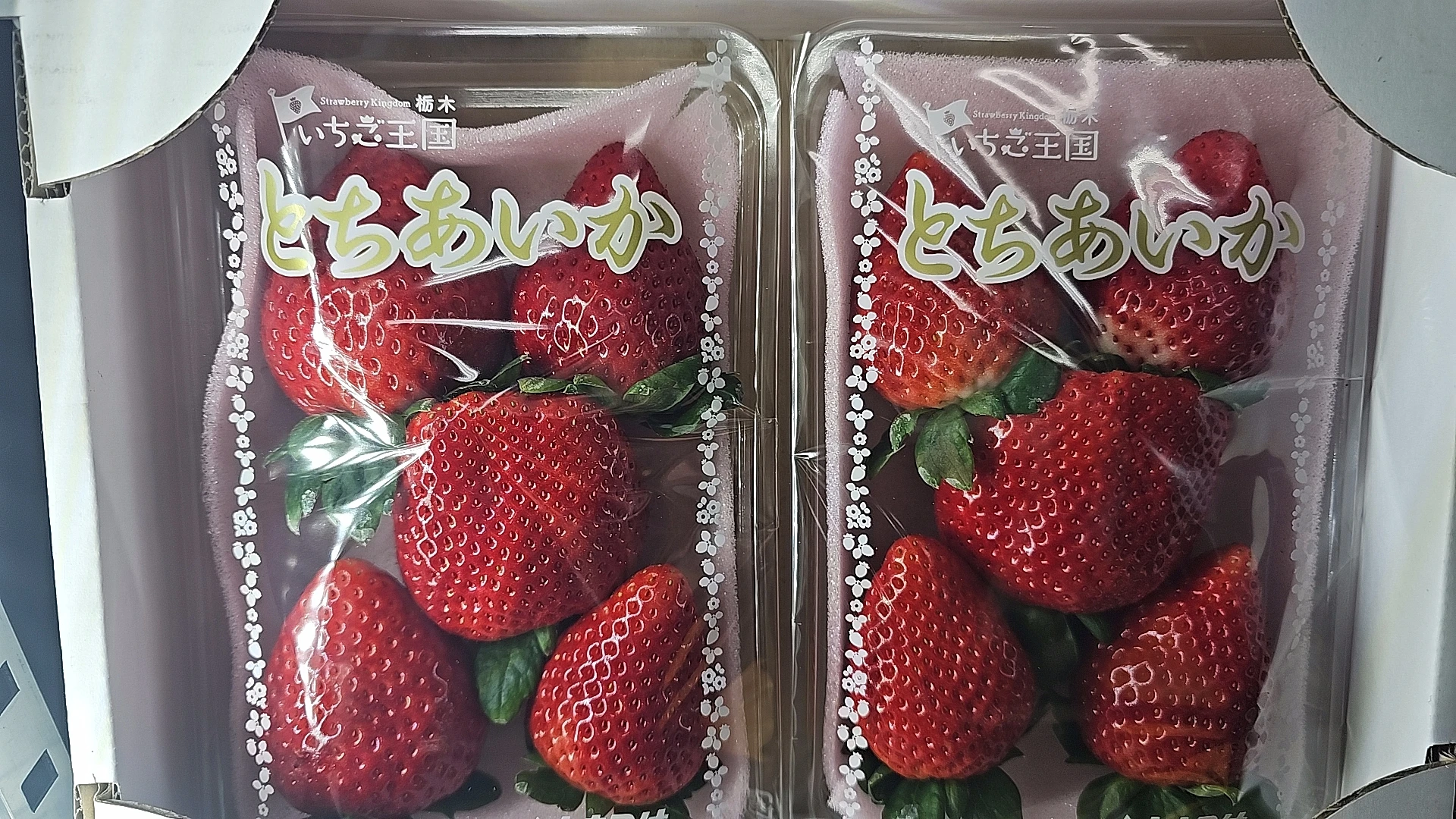 日本栃木草莓