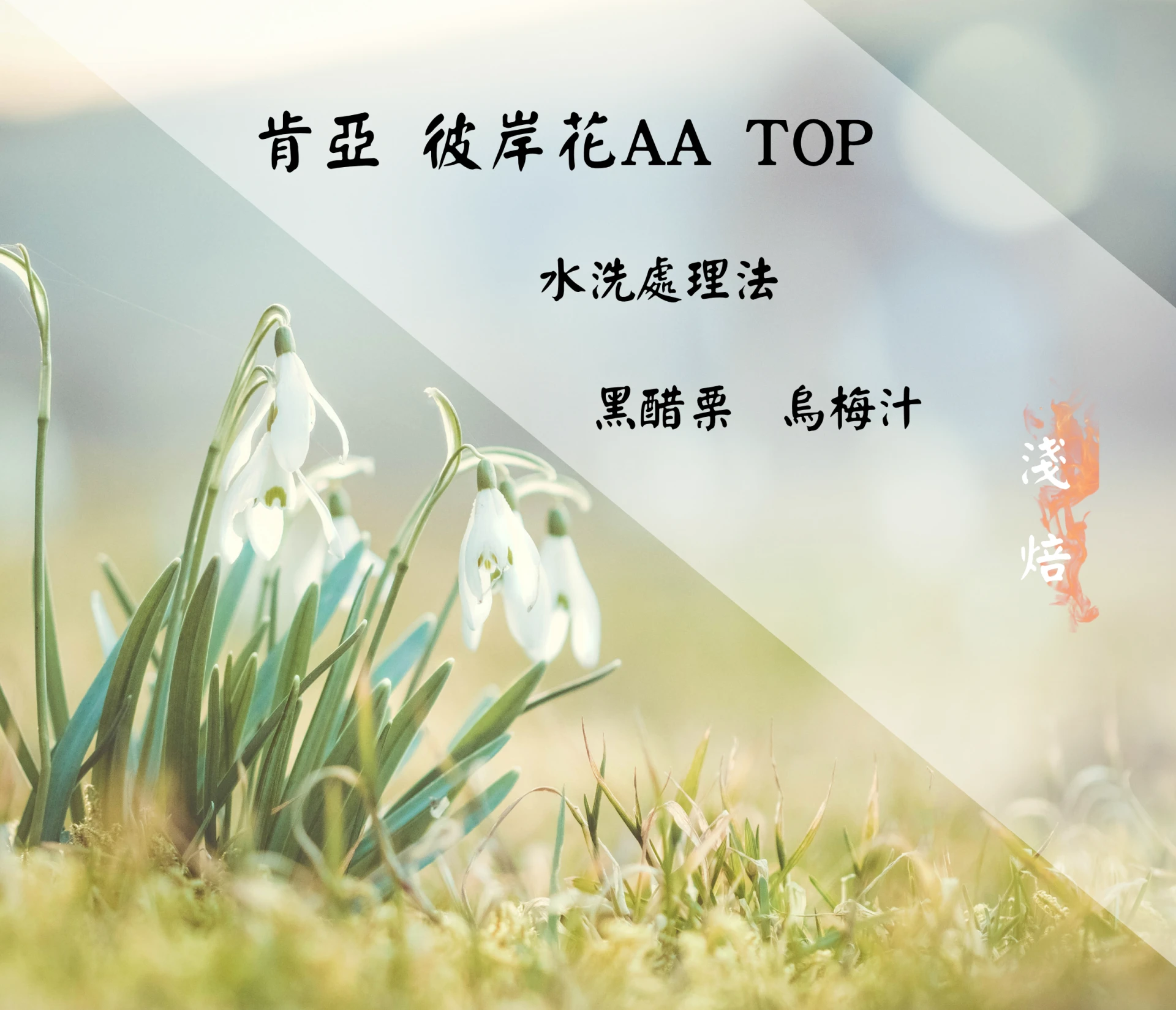肯亞 | 彼岸花 AA TOP