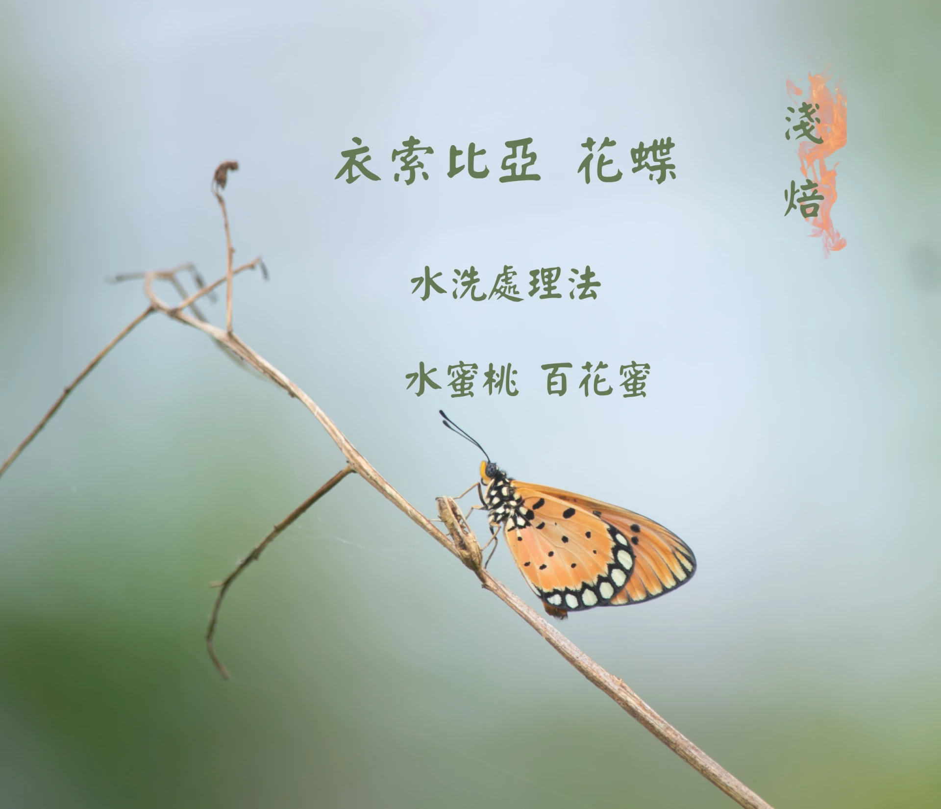 衣索比亞 | 花蝶