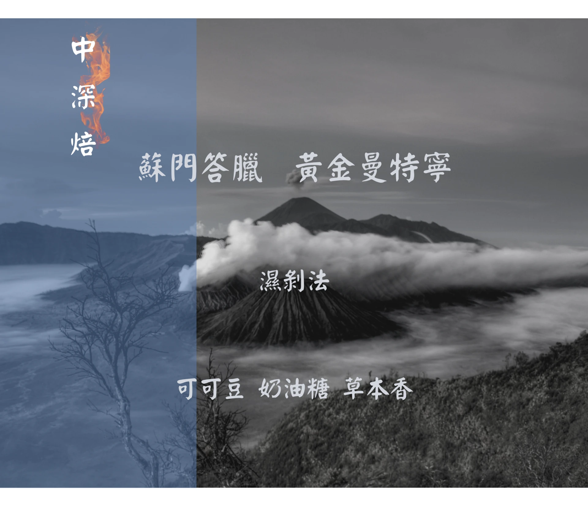 蘇門答臘 | 黃金曼特寧