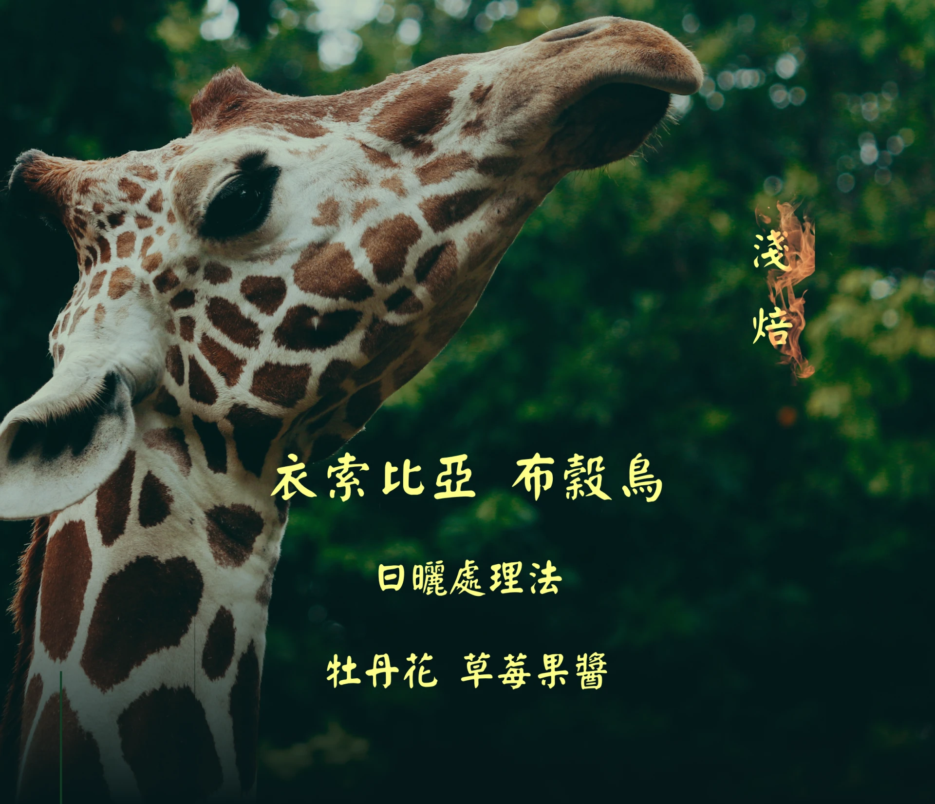 衣索比亞|布穀鳥