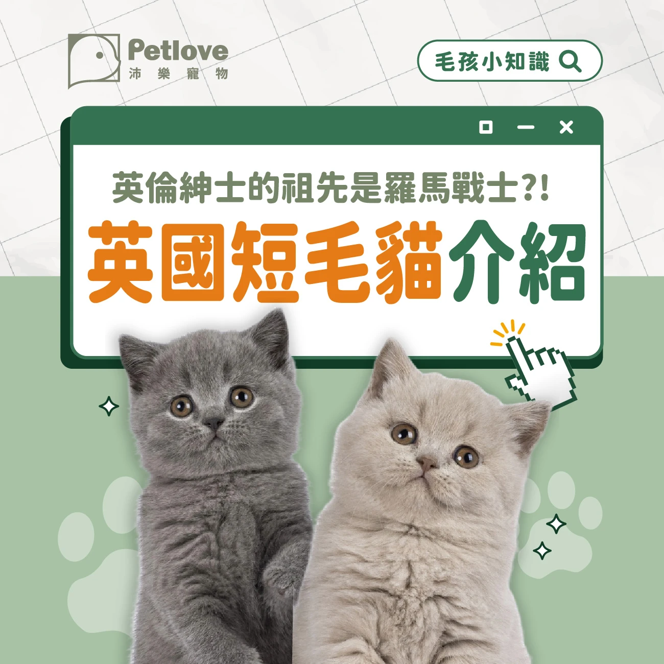 英國短毛貓介紹｜個性特色、飼養重點與健康照護