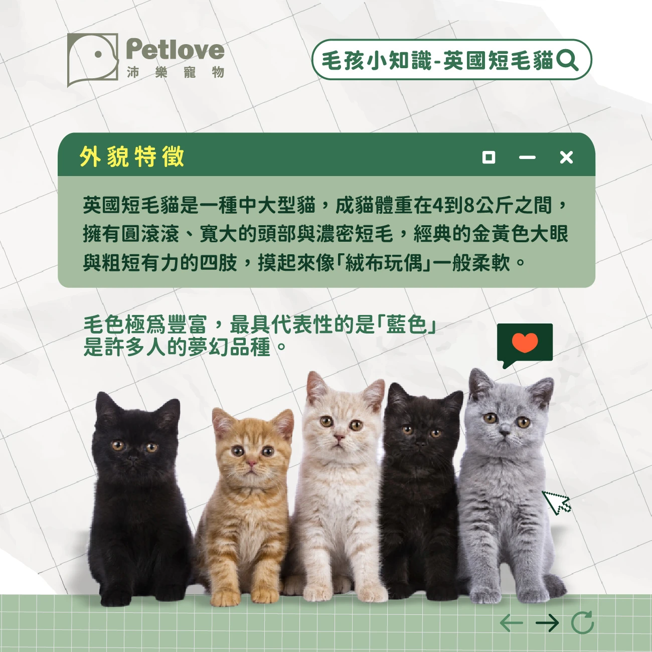 英國短毛貓 介紹