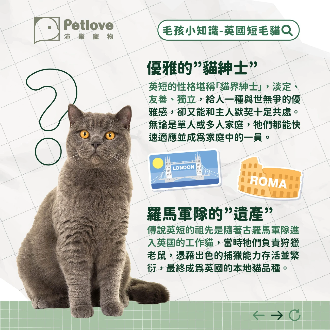 英國短毛貓 介紹
