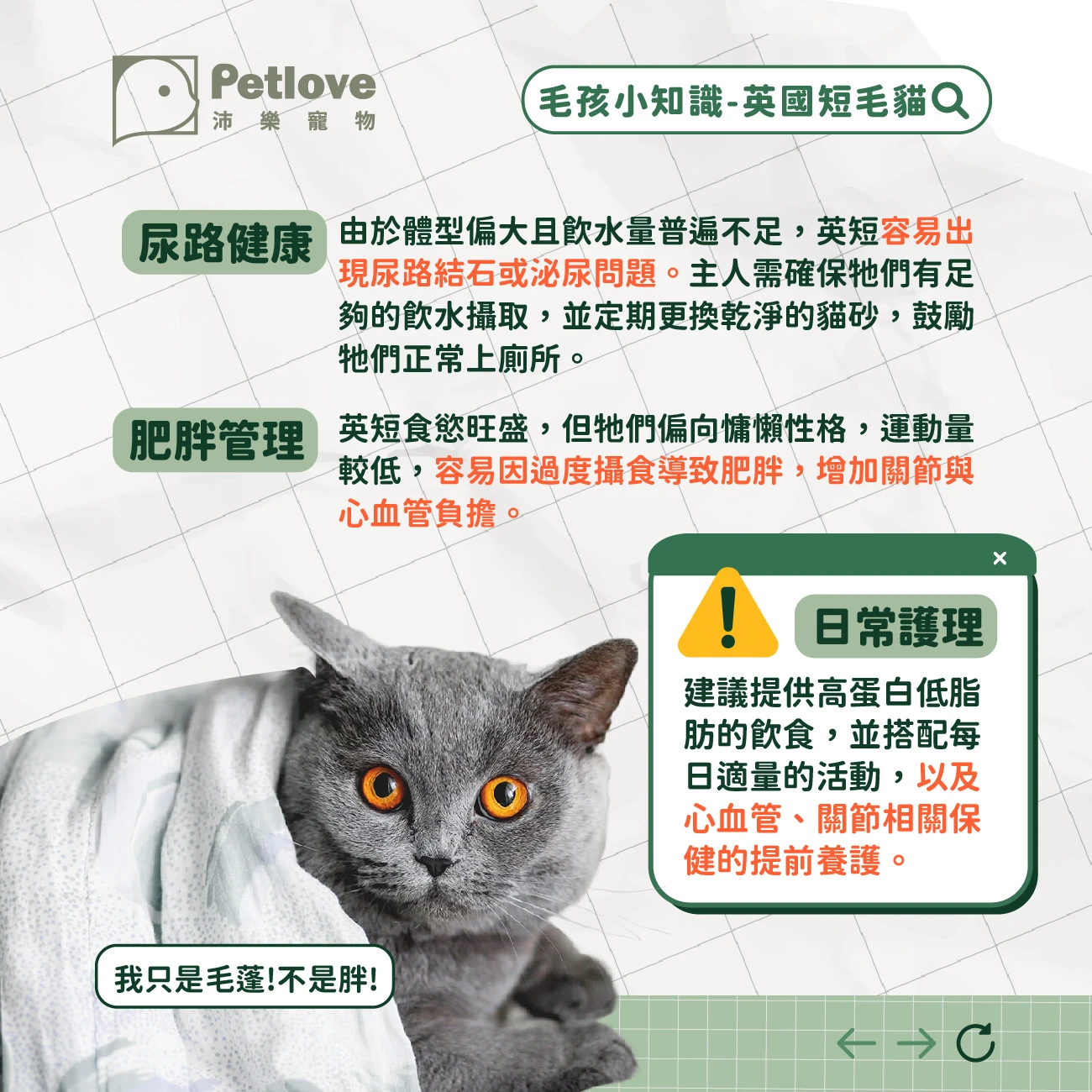 英國短毛貓 介紹