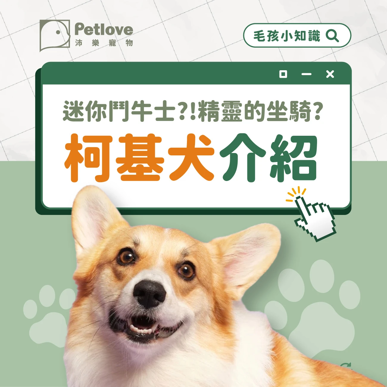 柯基犬 介紹