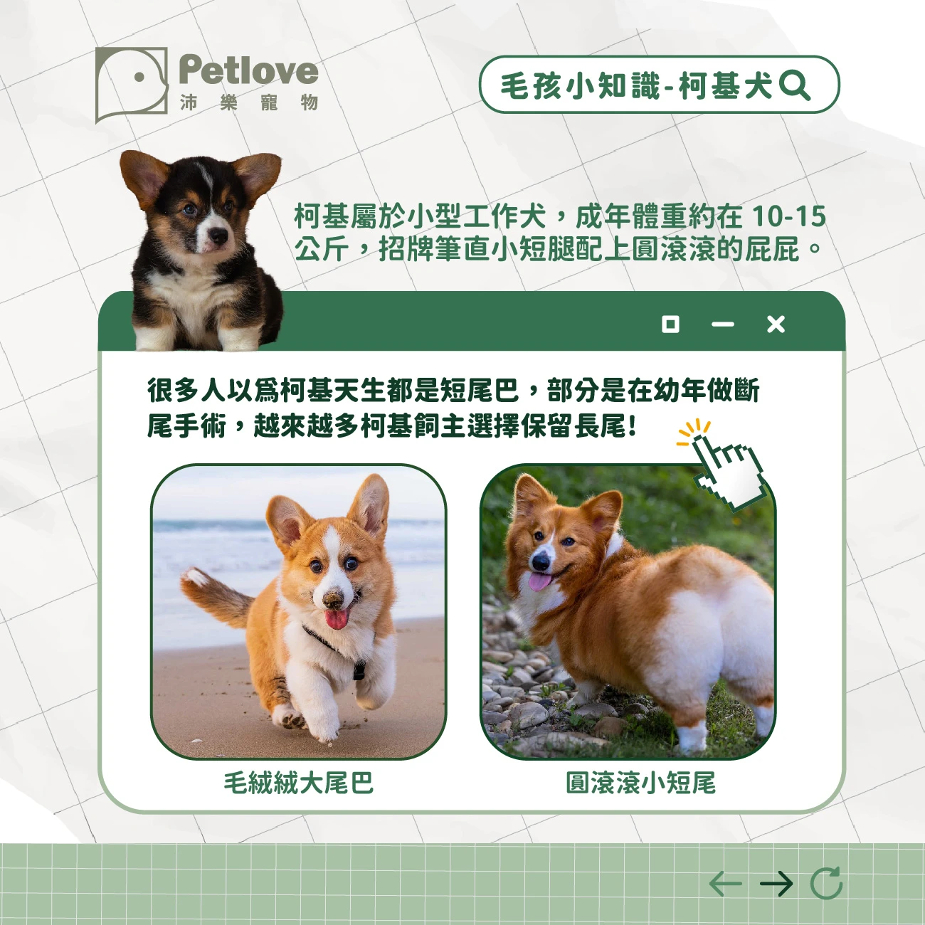 柯基犬 介紹