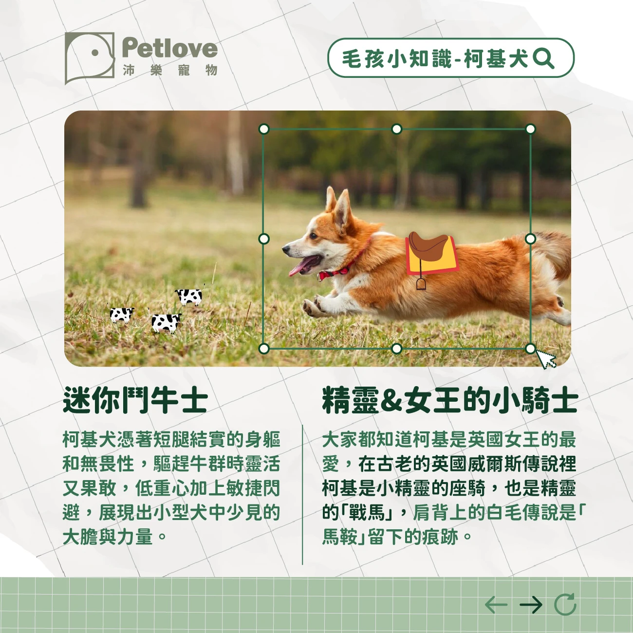 柯基犬 介紹