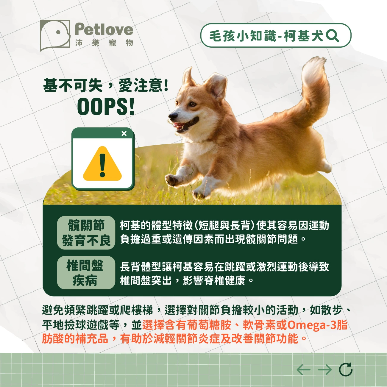 柯基犬 介紹