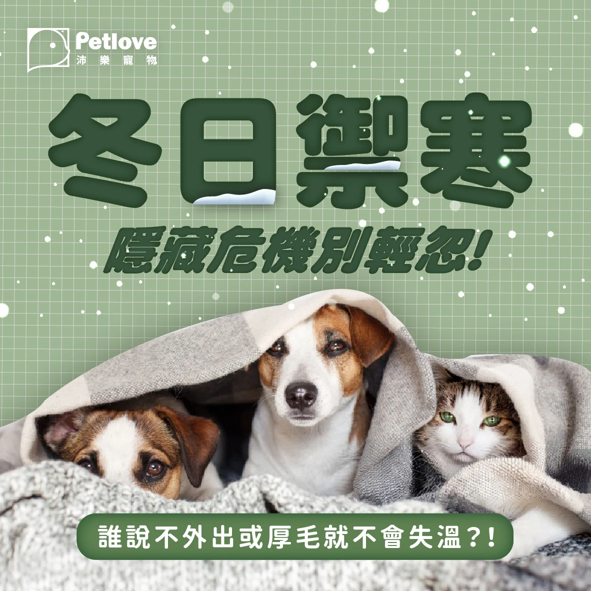 毛孩冬日抗寒|狗狗貓咪保暖與健康照護
