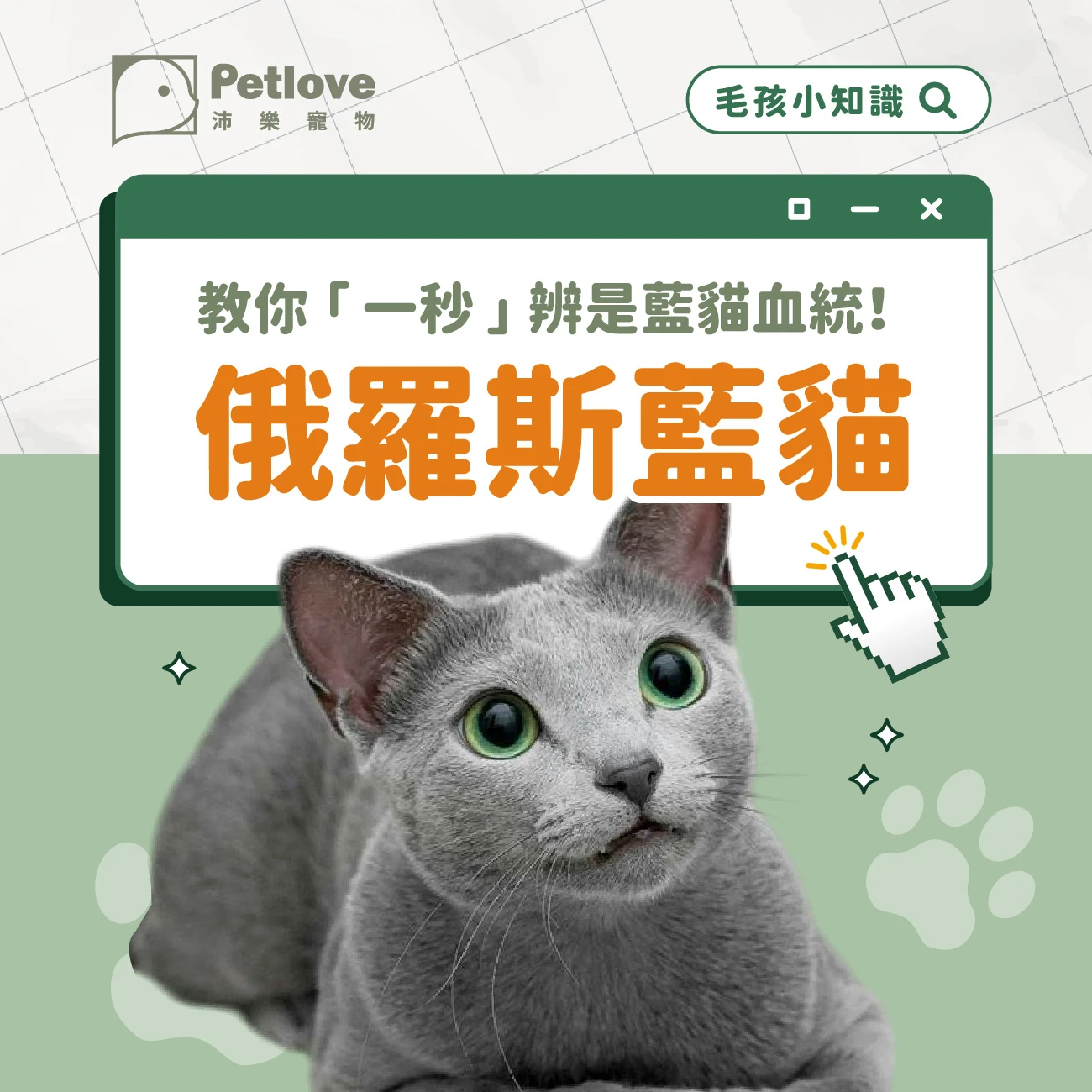 俄羅斯藍貓介紹｜個性特色、飼養重點與健康照護